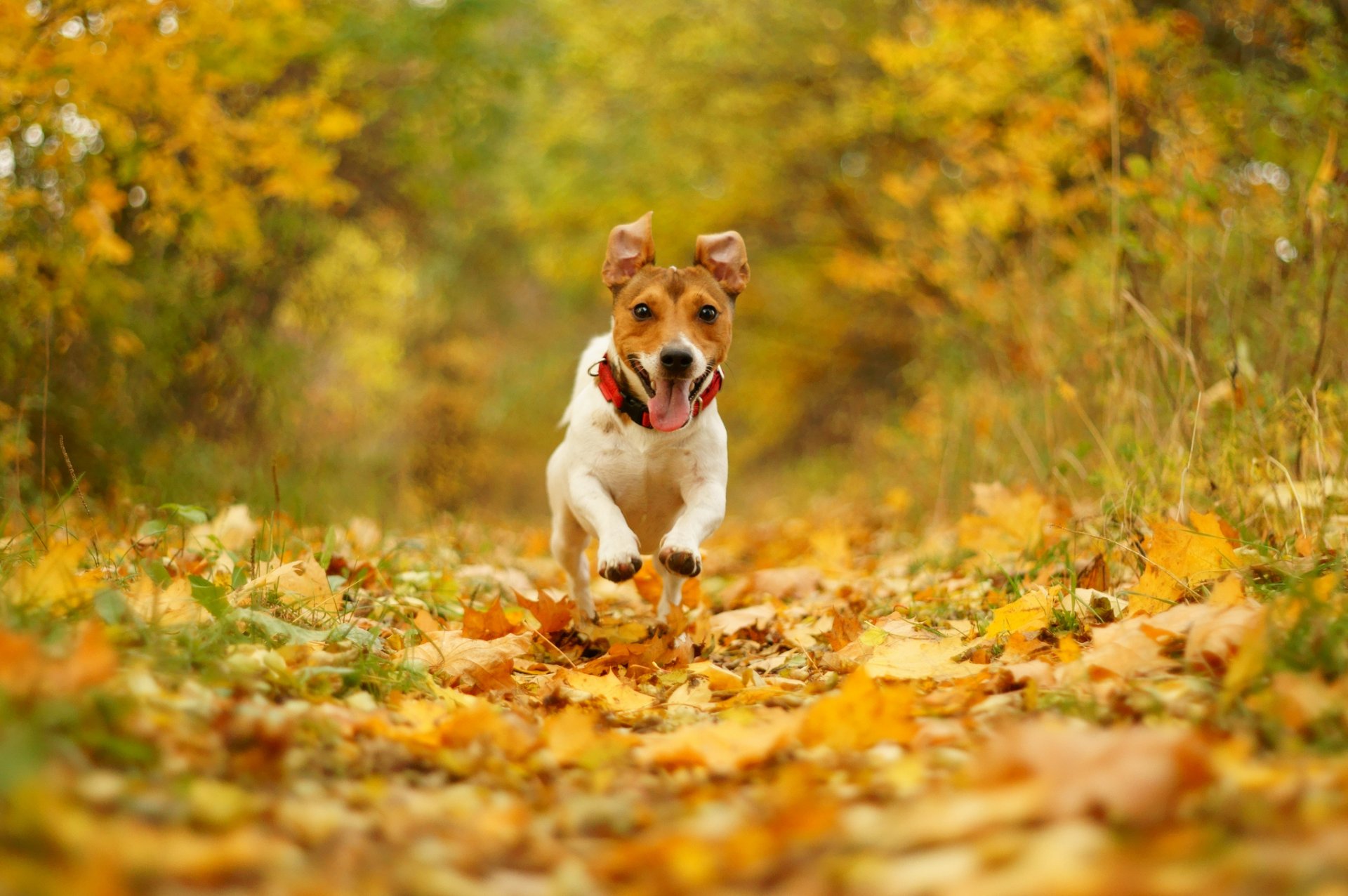 cane corsa velocità gioia bocca natura autunno fogliame bokeh