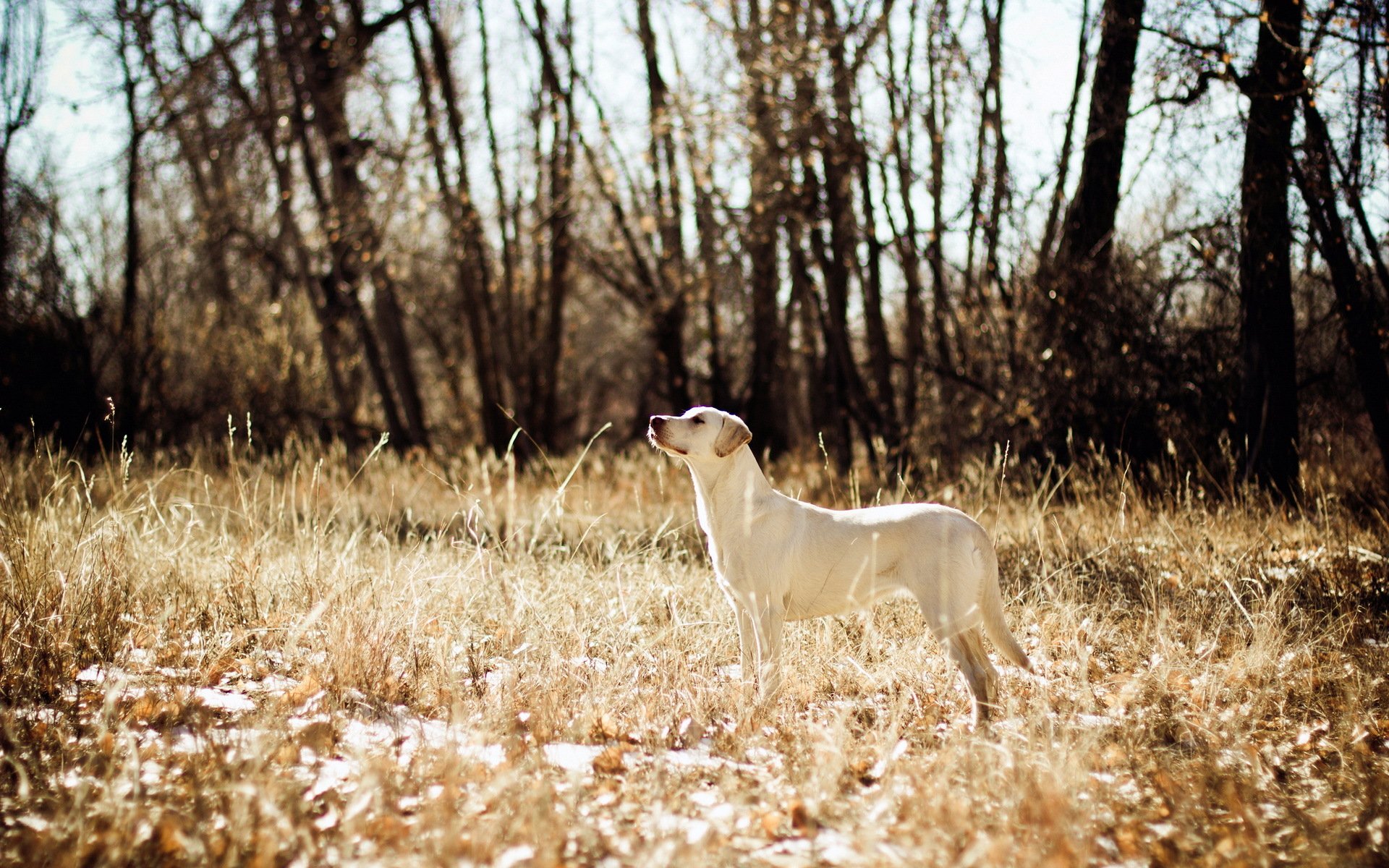 chien champ chasse