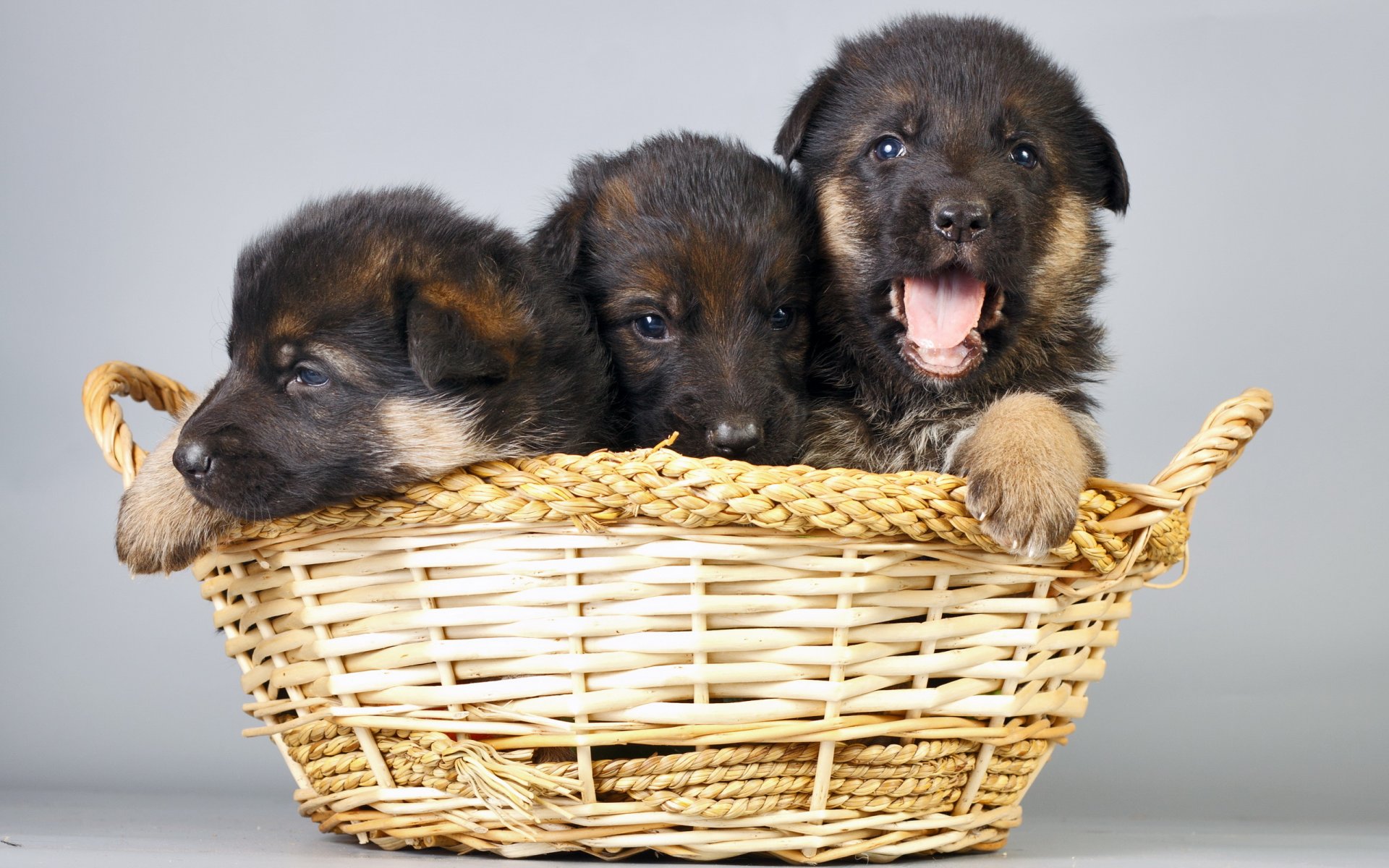 chiots chiens panier