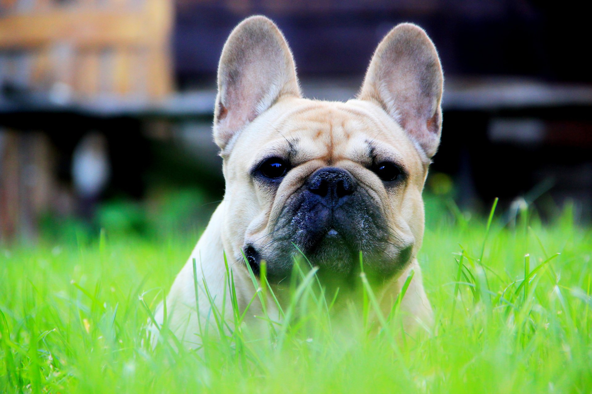 französische bulldogge kopf schnauze gras sonne hellgelb