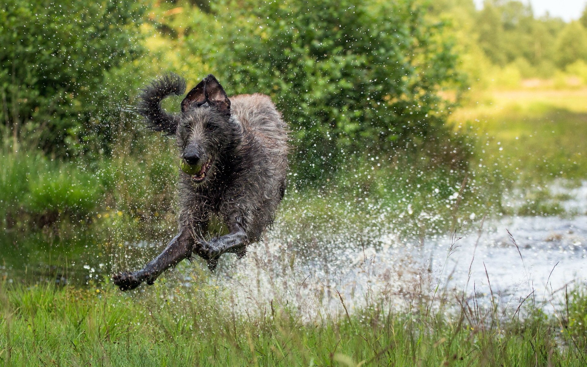 cane corsa acqua spruzzi