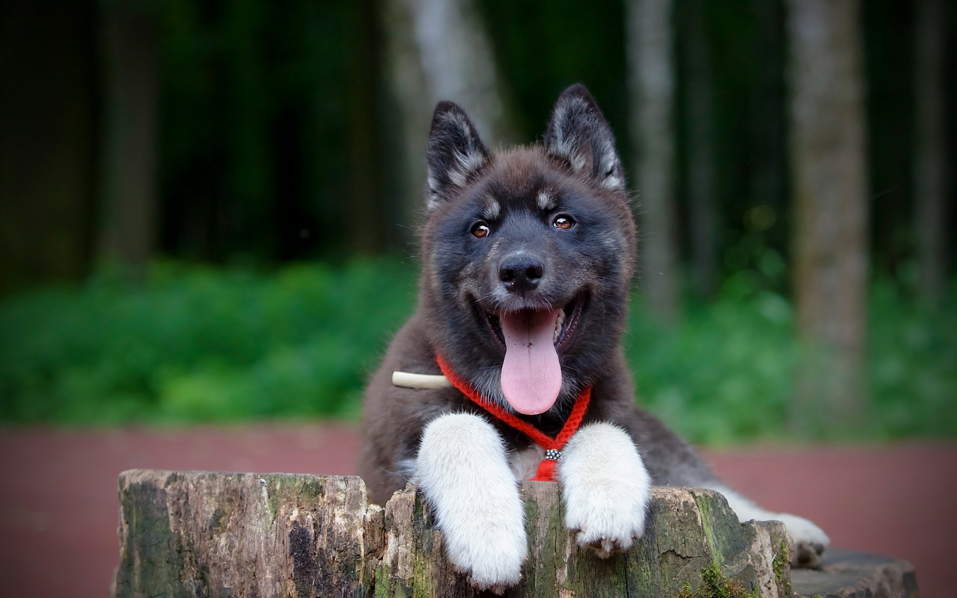 hund freund blick