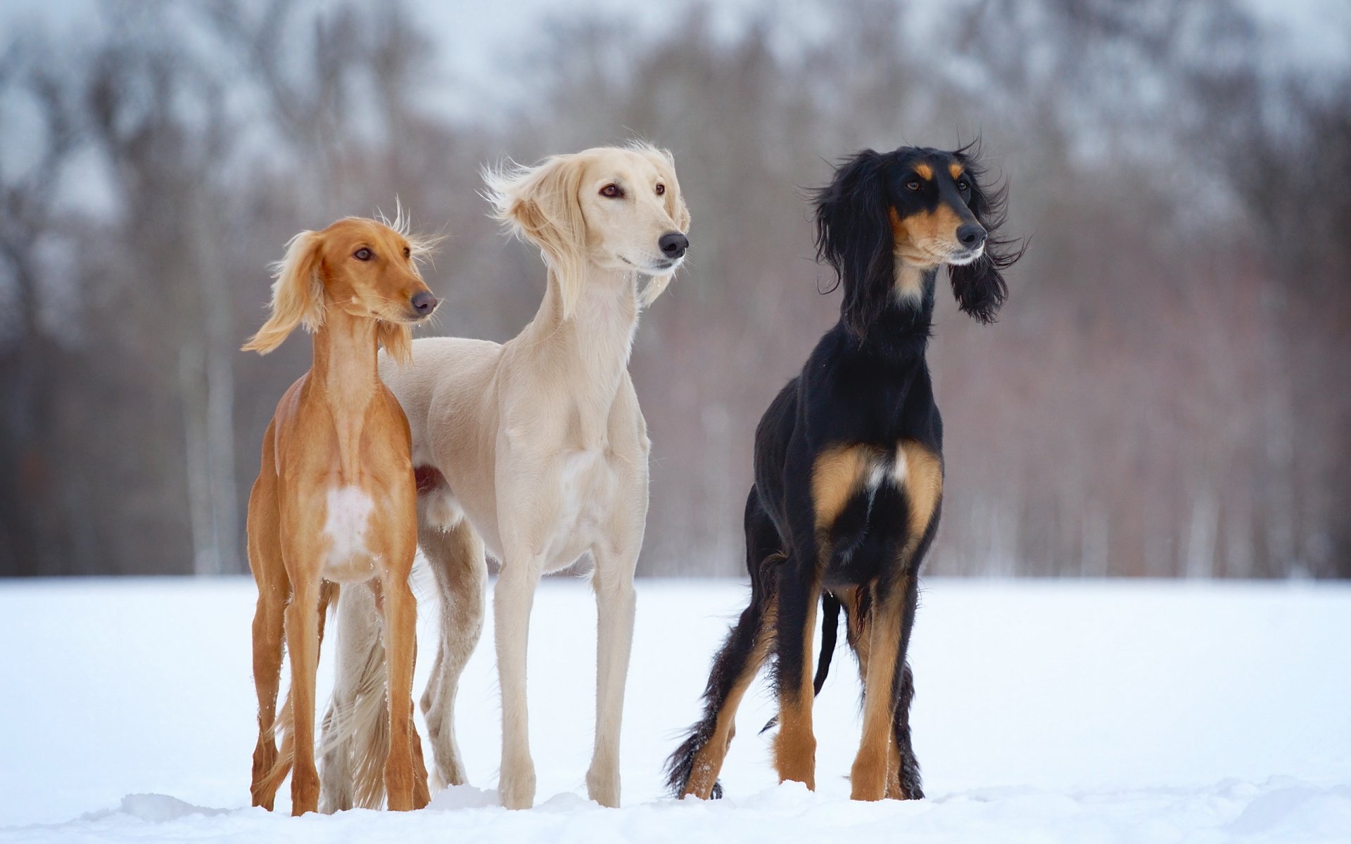 chien-h en plein air curseur hiver saluki neige chiens