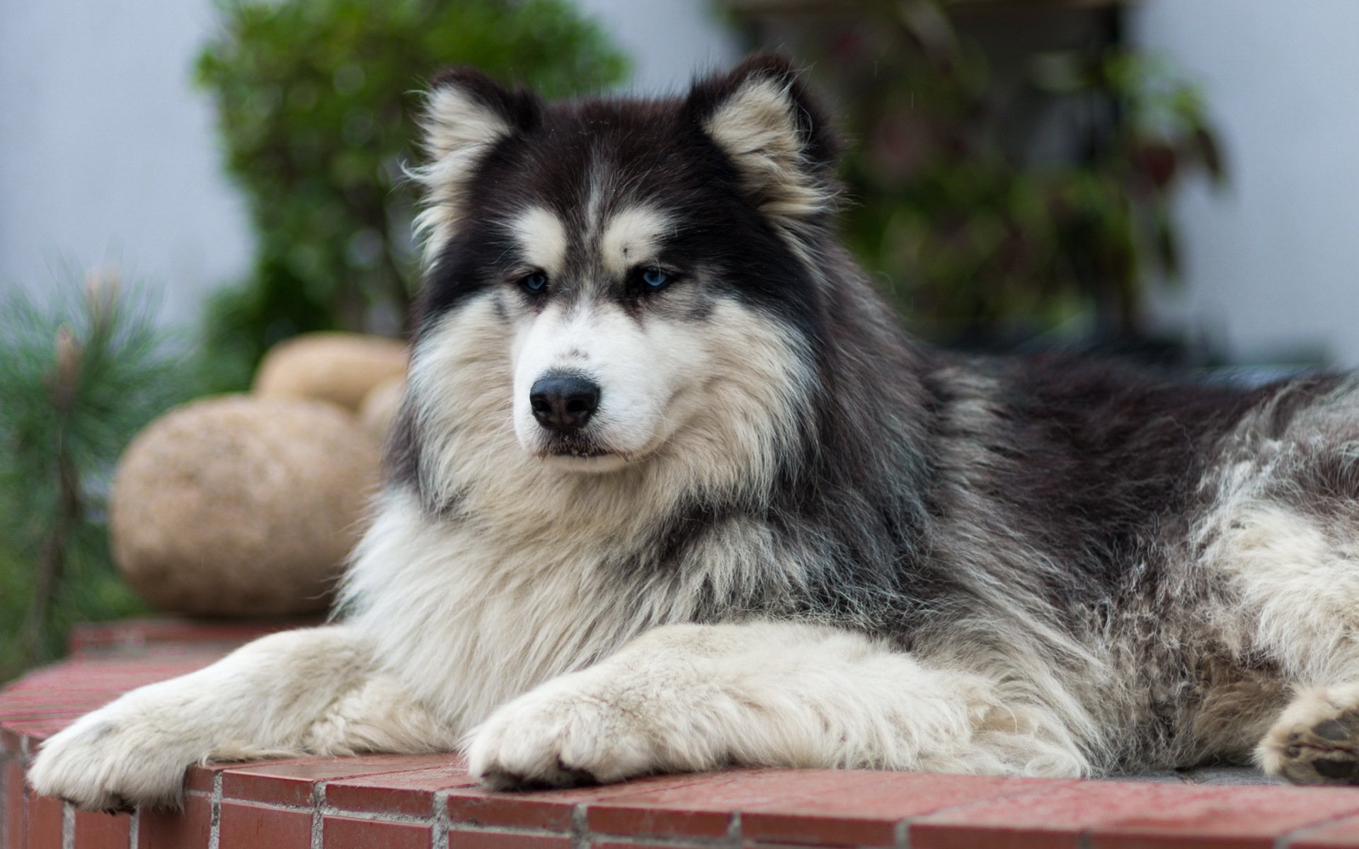 chien ami regard