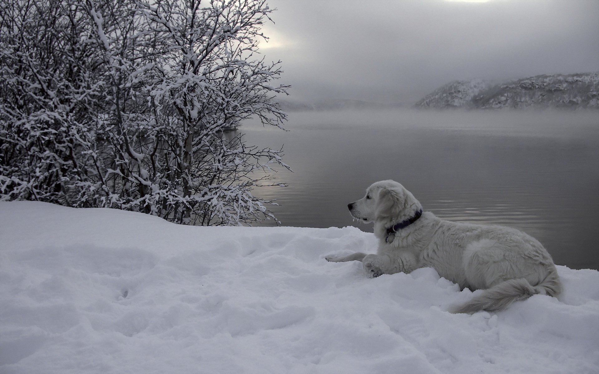 perro amigo río nieve