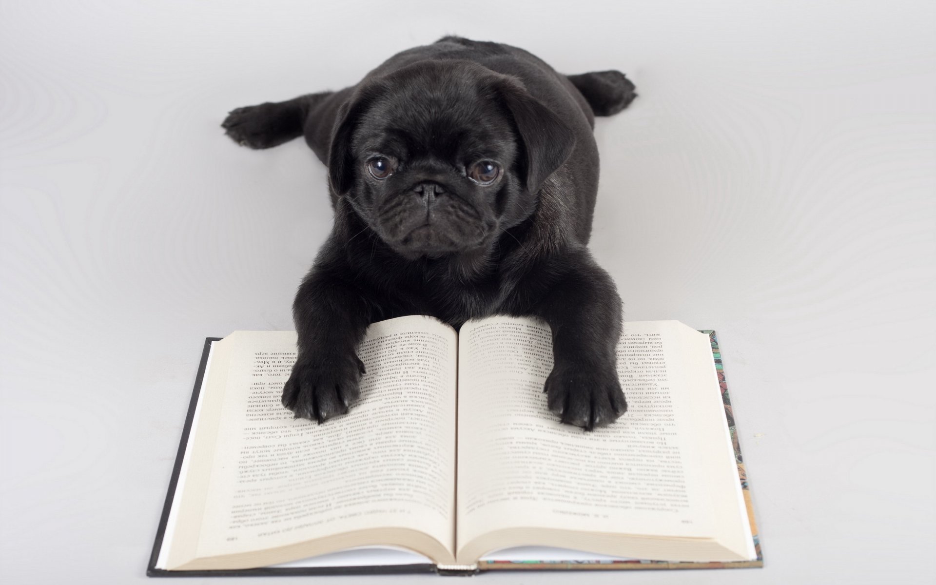 perro libro fondo