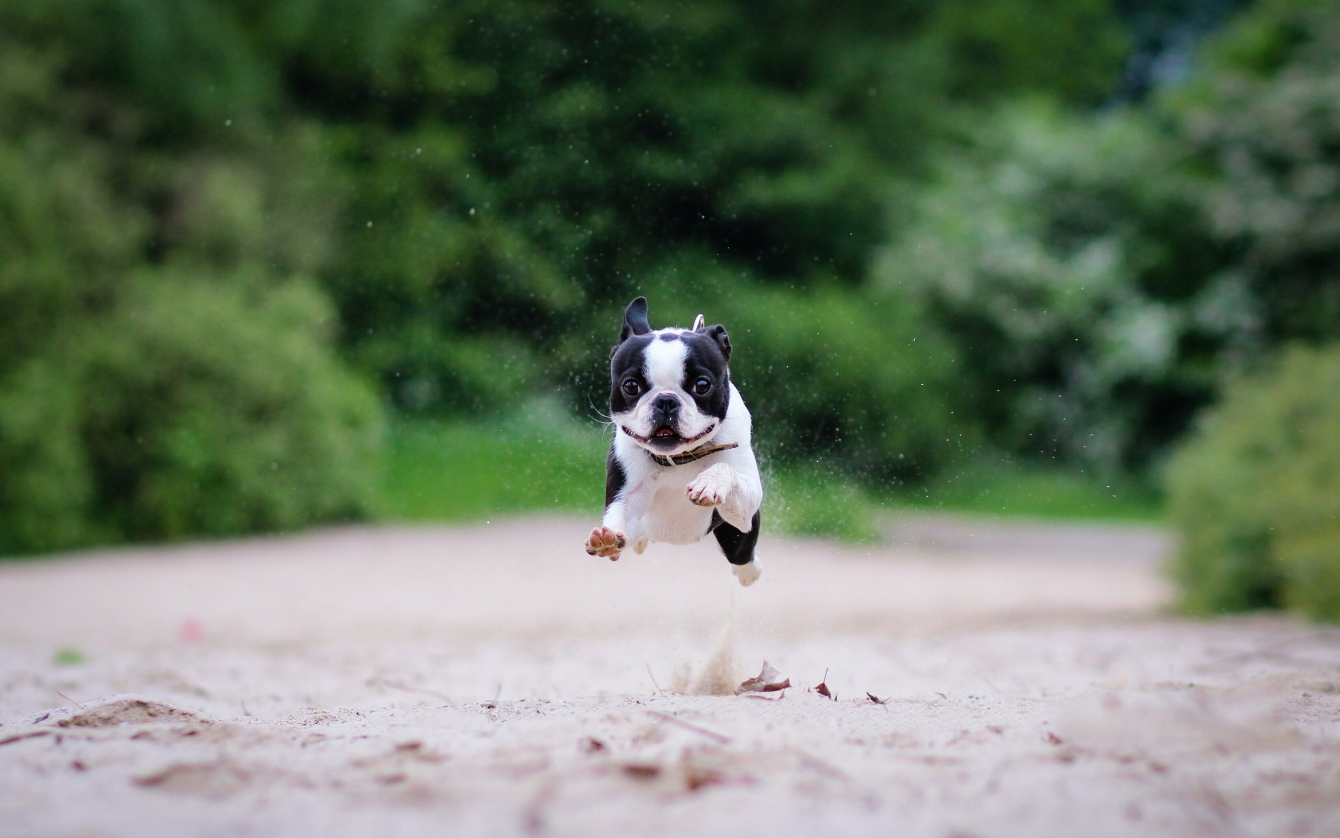 boston terrier corsa sabbia