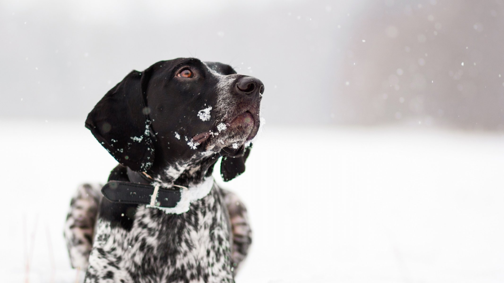 perro amigo invierno