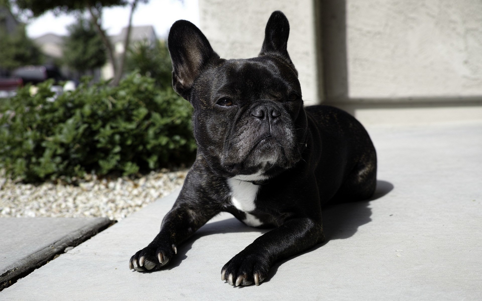 bouledogue chien ami