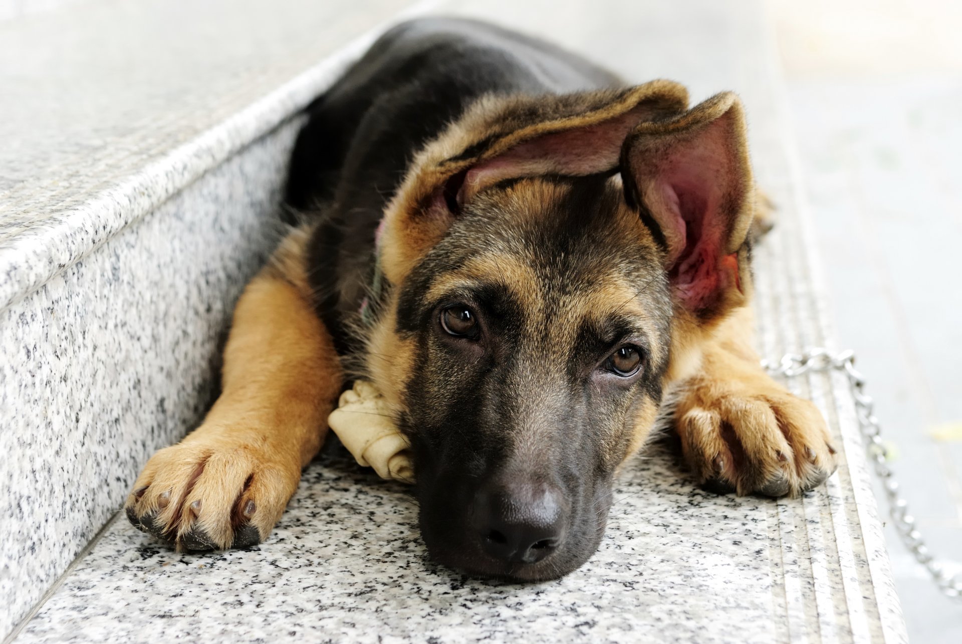 a step dog shepherd is face ears eyes view circuit