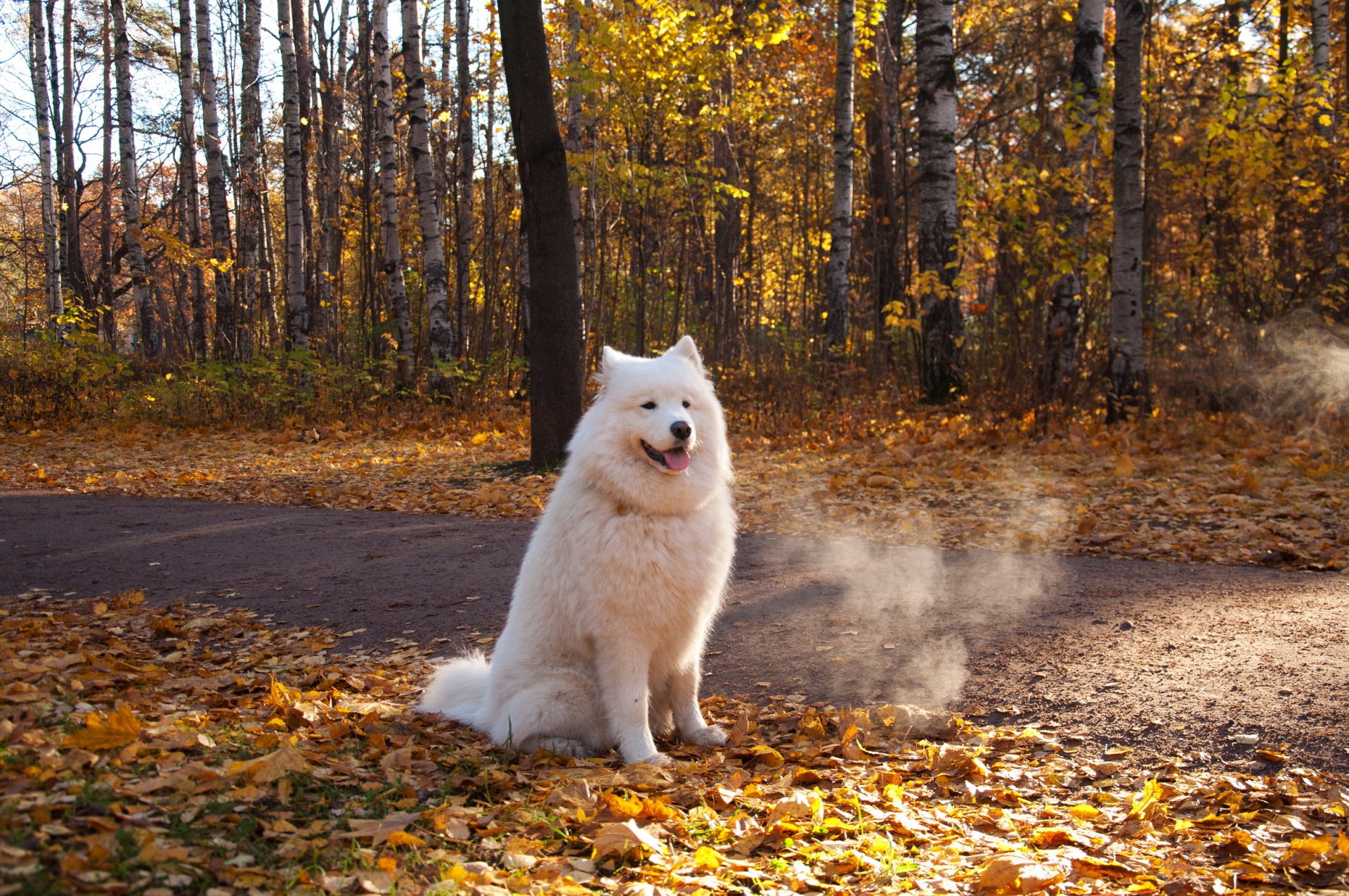 perros naturaleza parques atumn