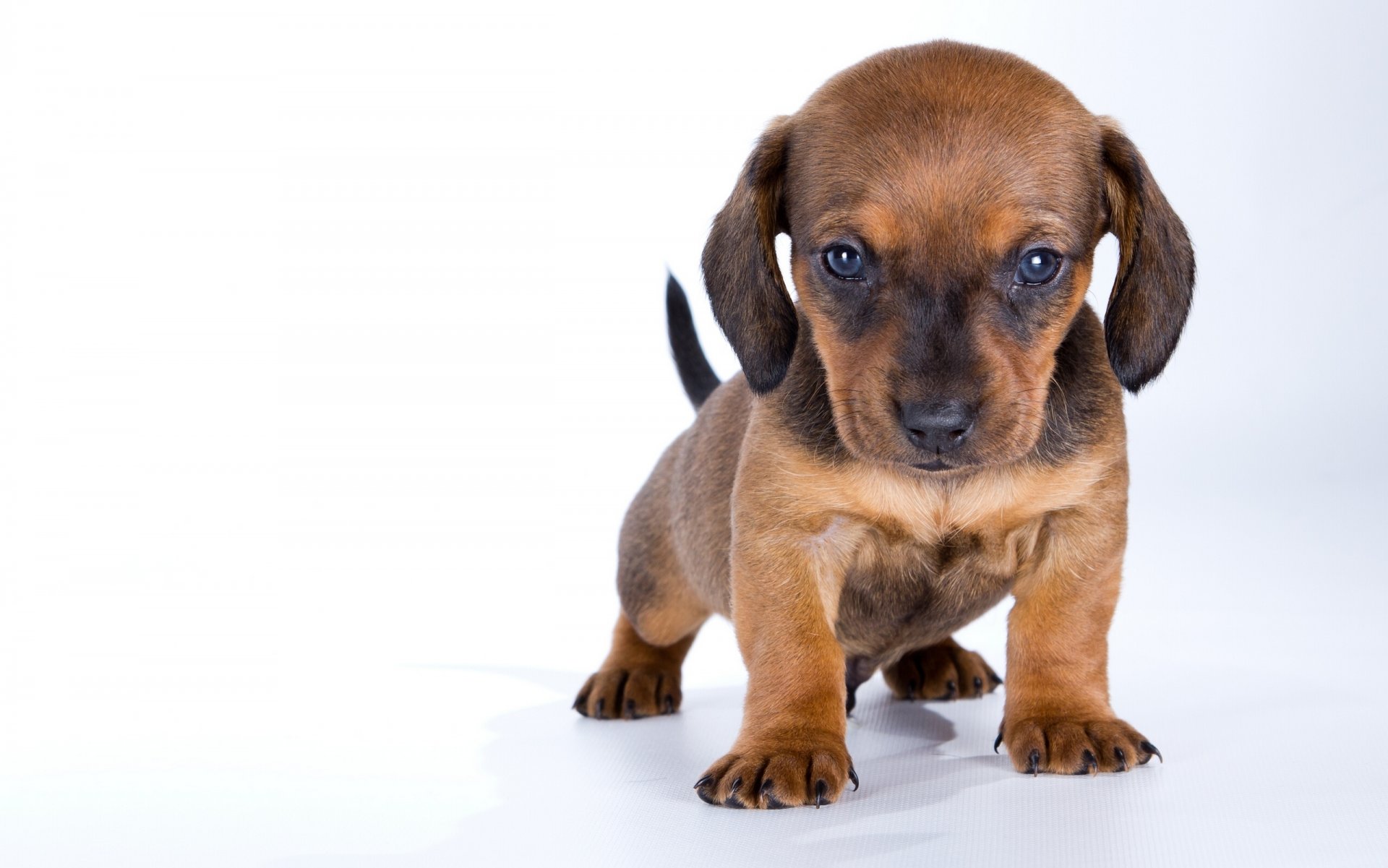 chiot teckel enfant