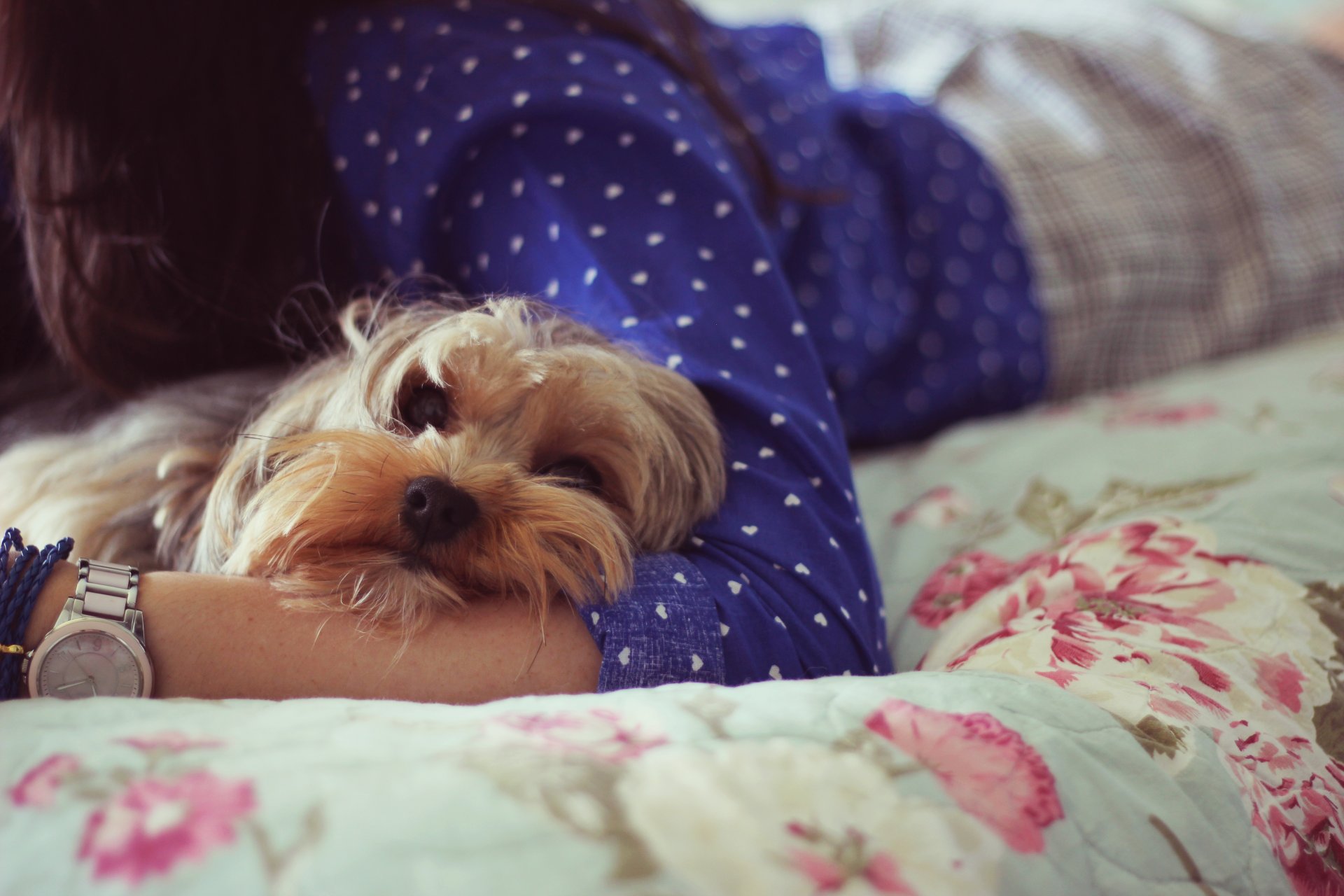 chiens chien chien museau fille fond fond d écran