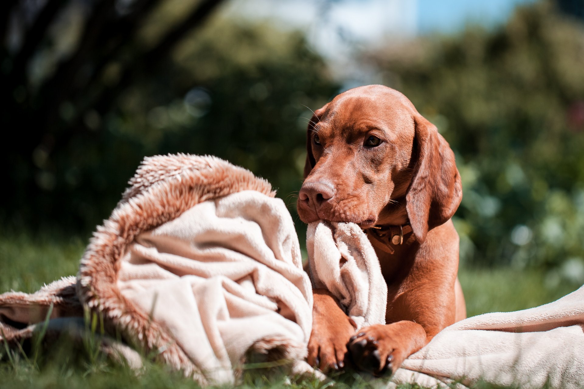 perro raza húngaro sobreviviente mirada hierba plaid