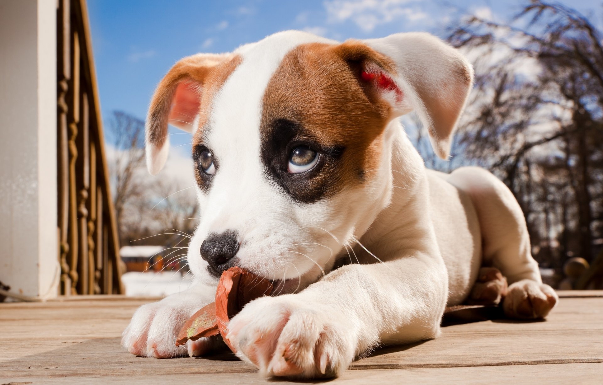 pitbull boxer mix pitbull puppy