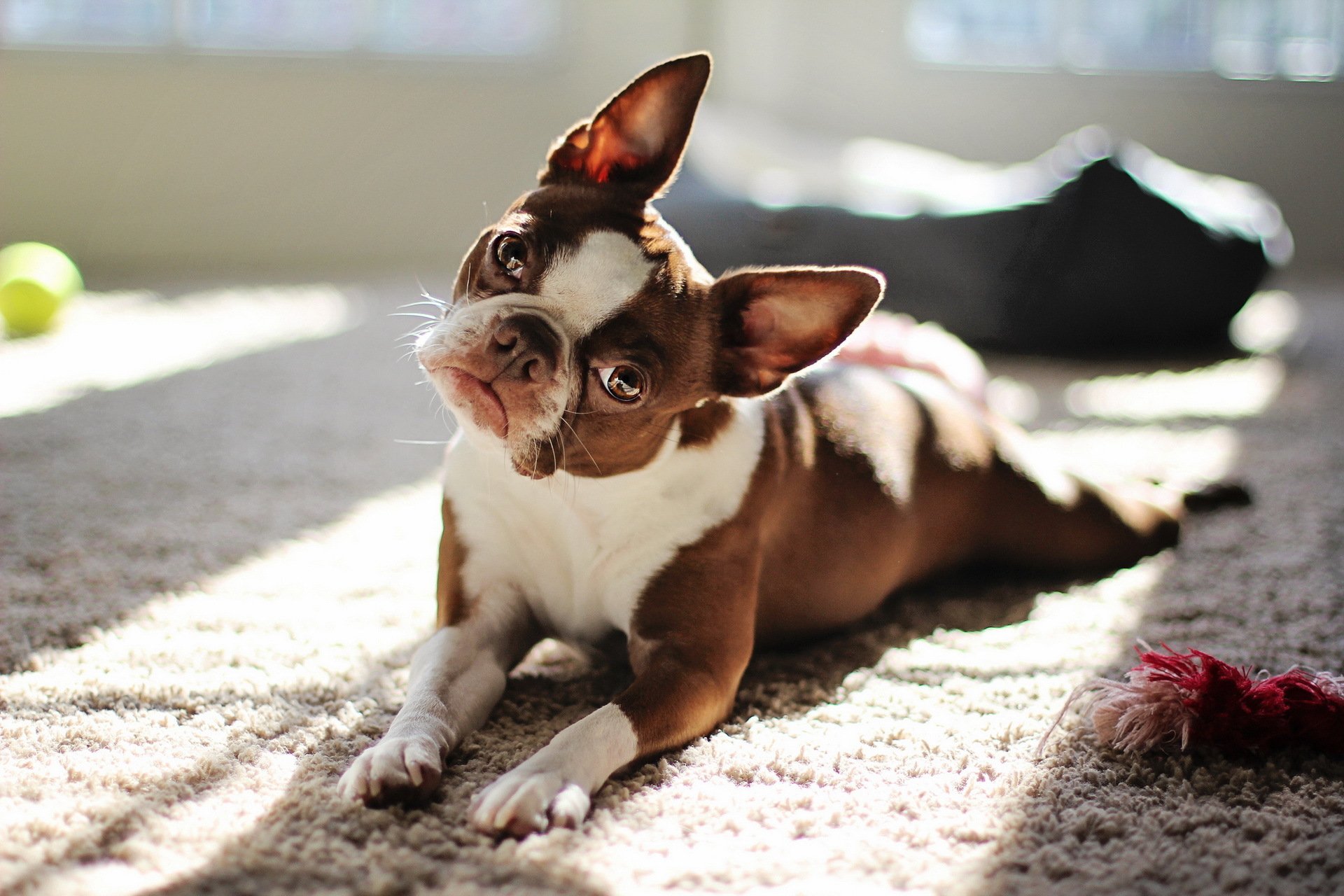 rouge boston terrier chien regard