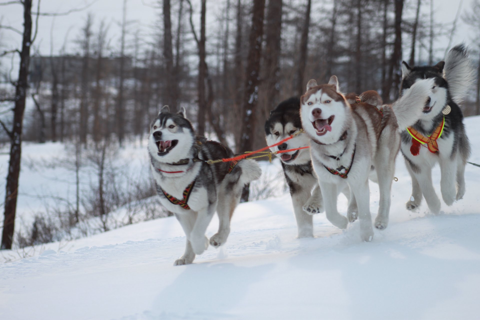 husky perros invierno