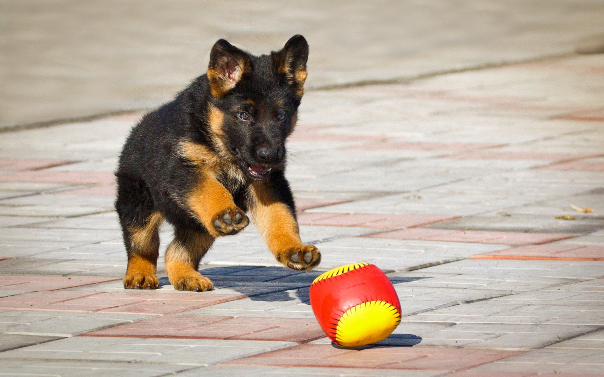 pastor alemán cachorro pelota