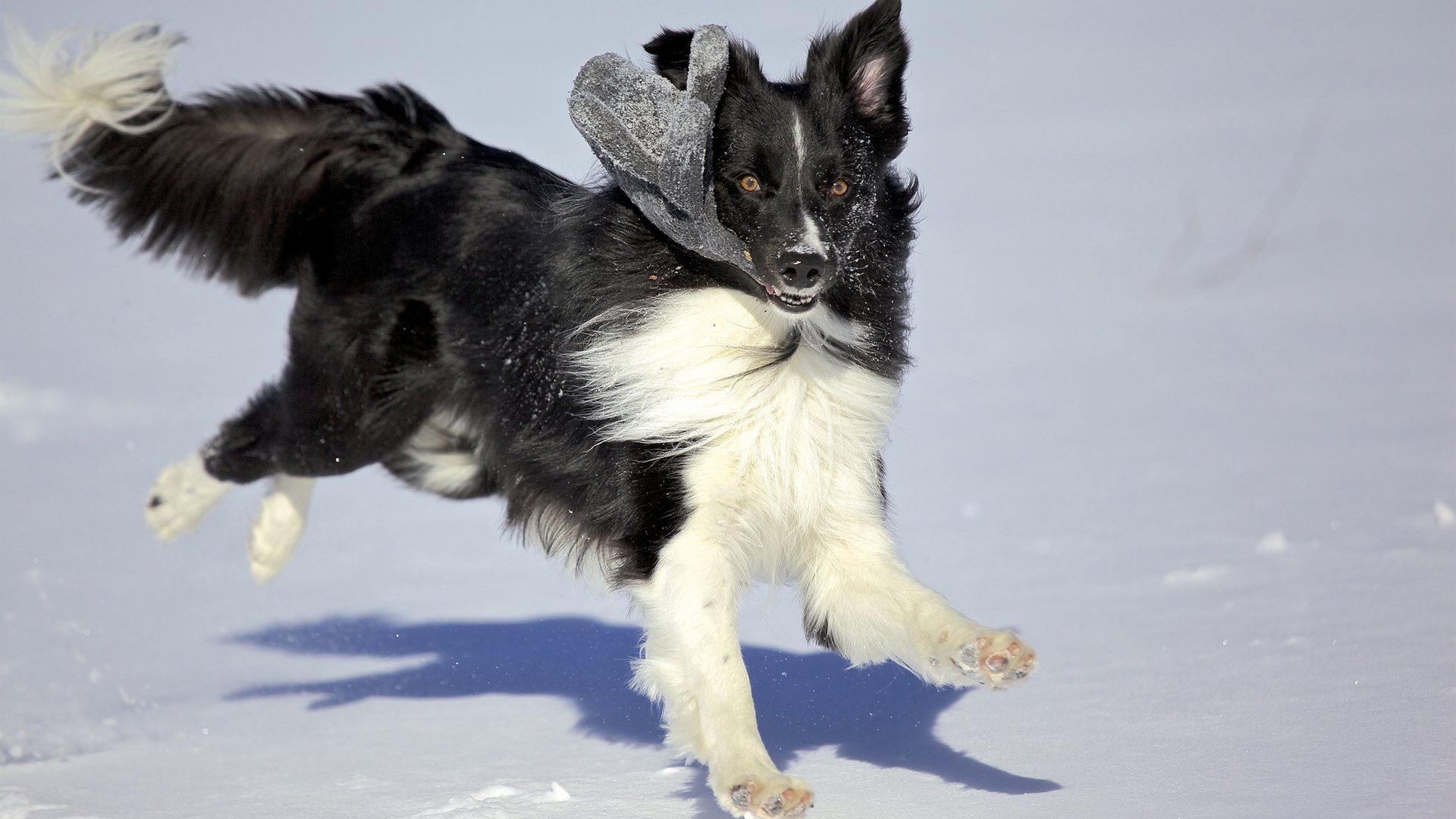 dog winter snow varyushka game