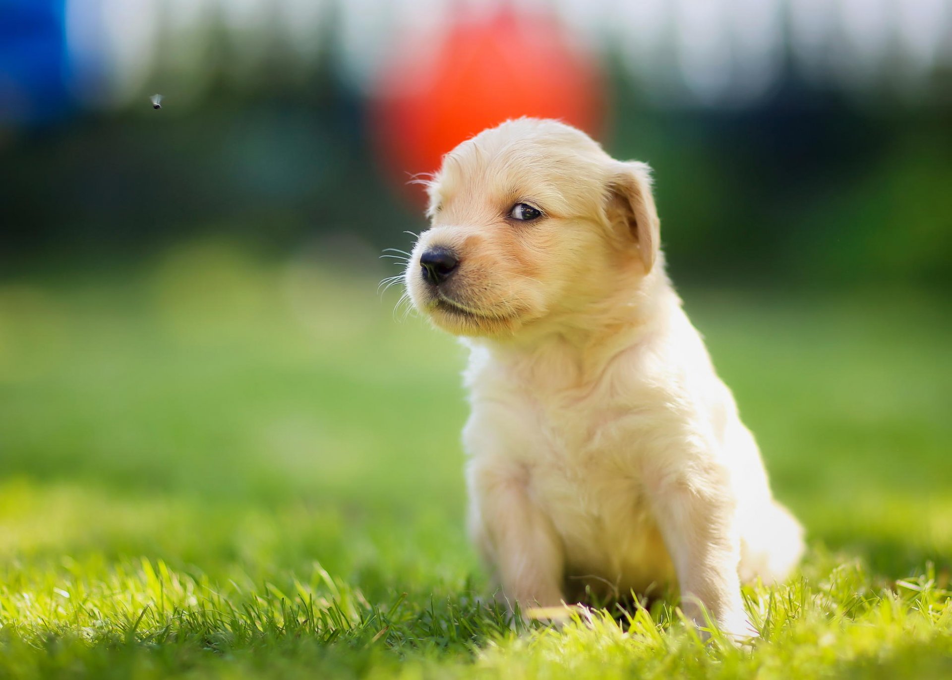 puppy muzzle view golden retriever fly