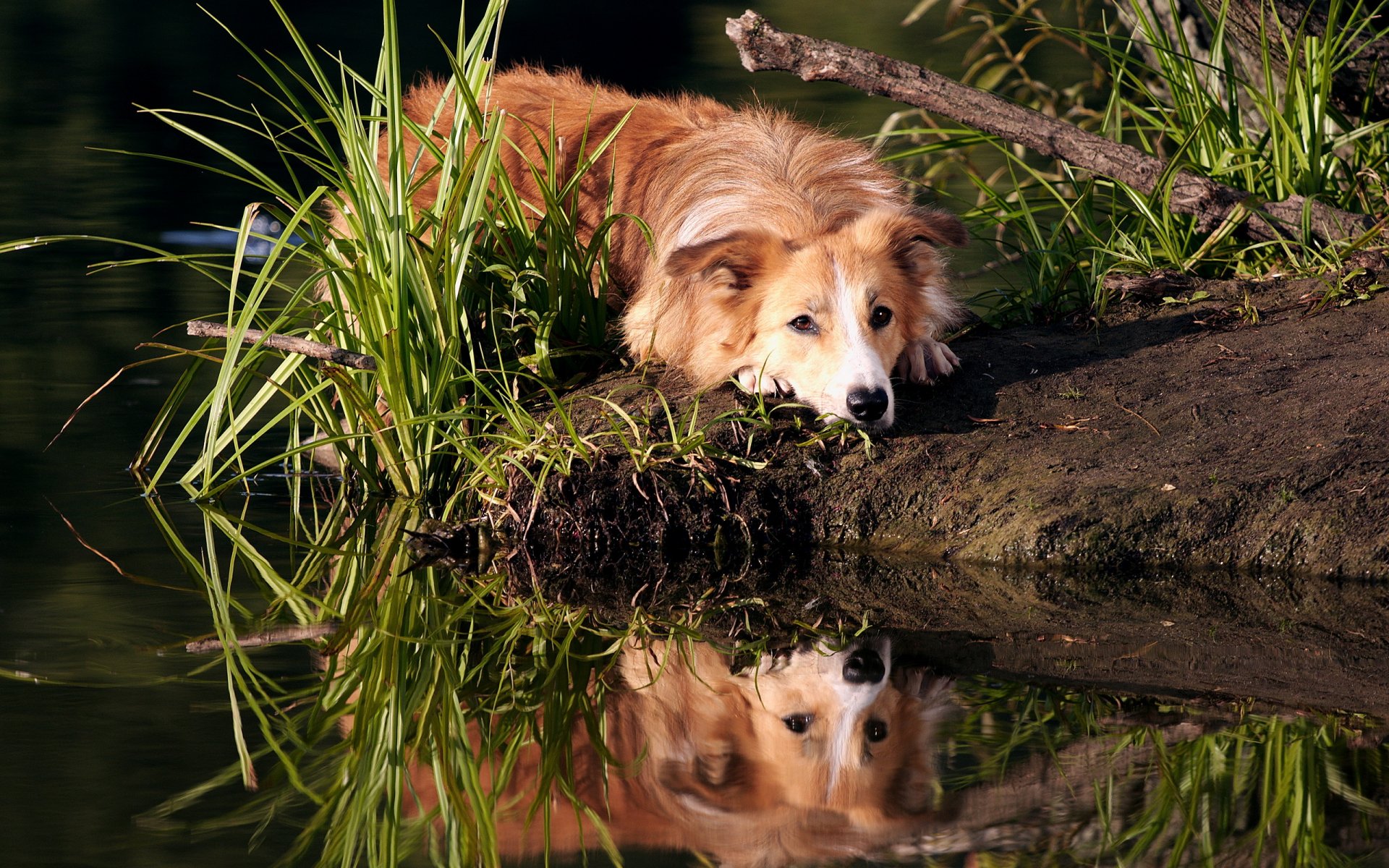 al aire libre border collie amanecer