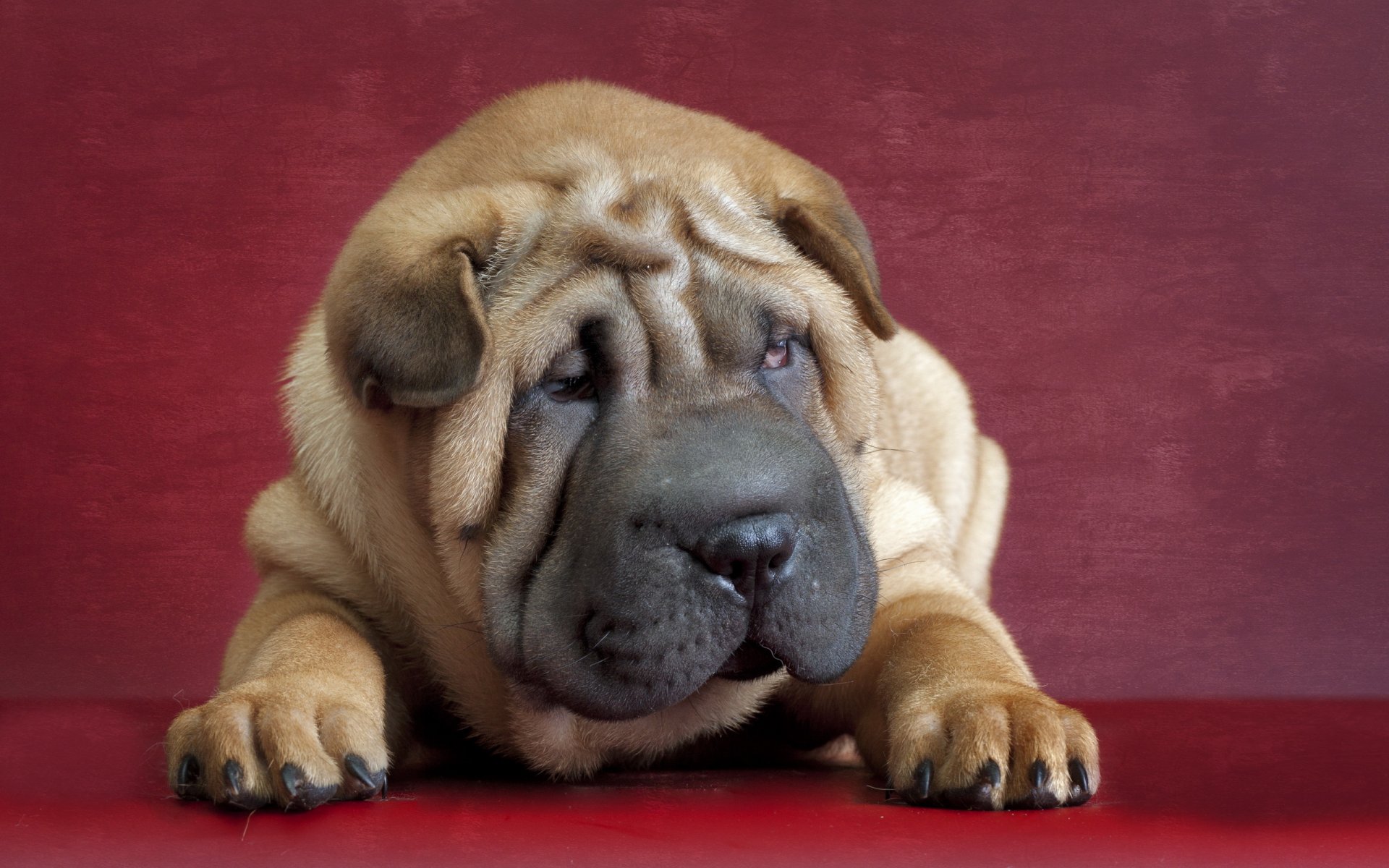 sharpei perro amigo