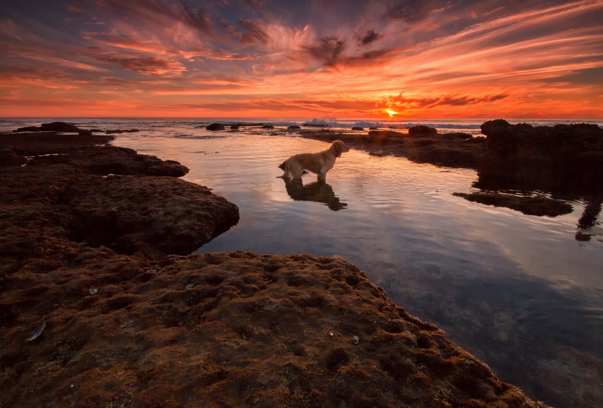 meer strand sonnenuntergang hund warten