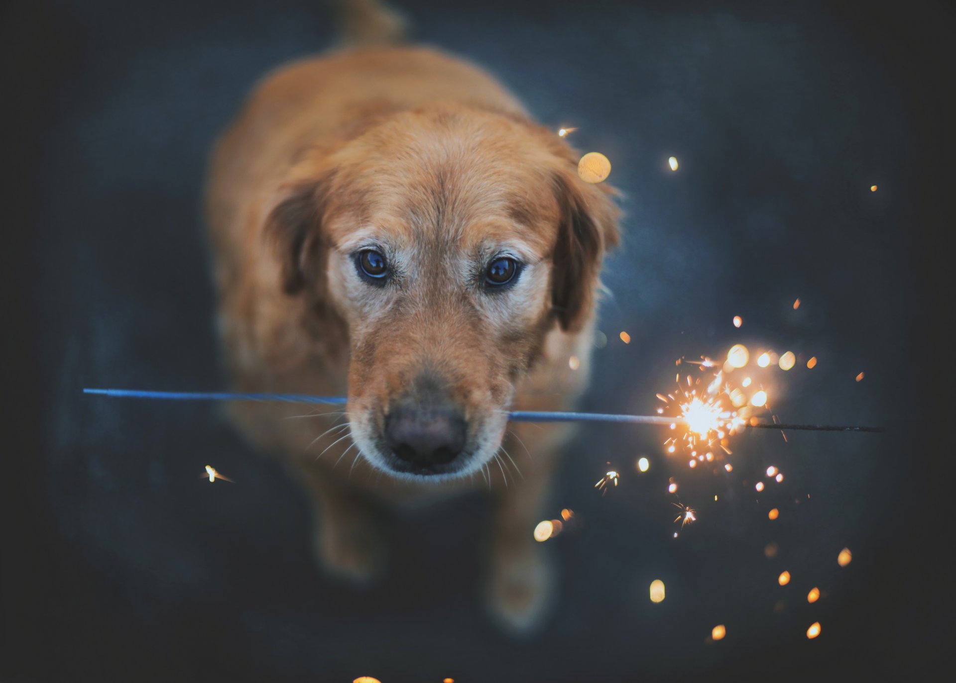 perro amigo mirada