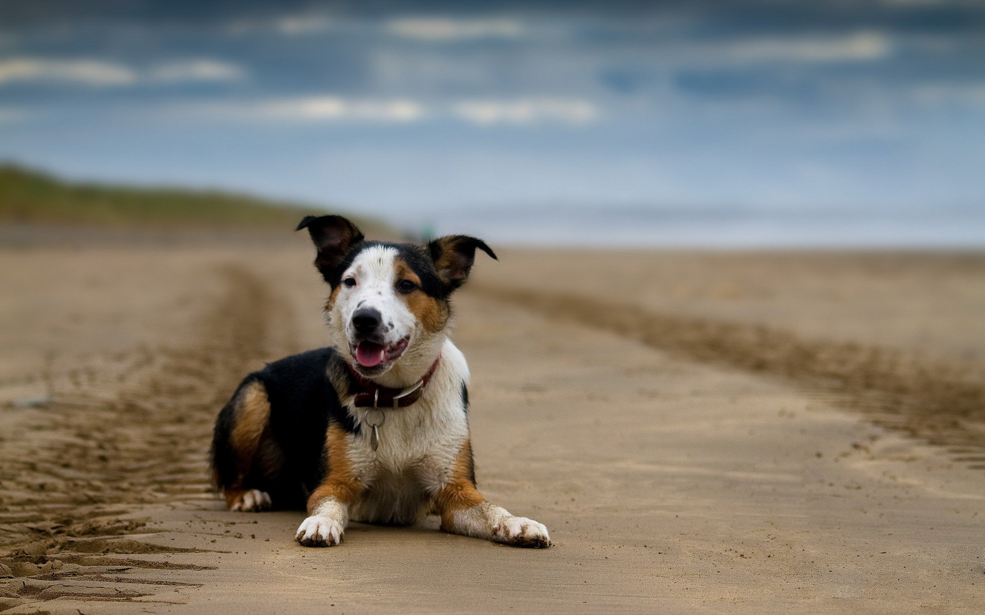 chien regard ami