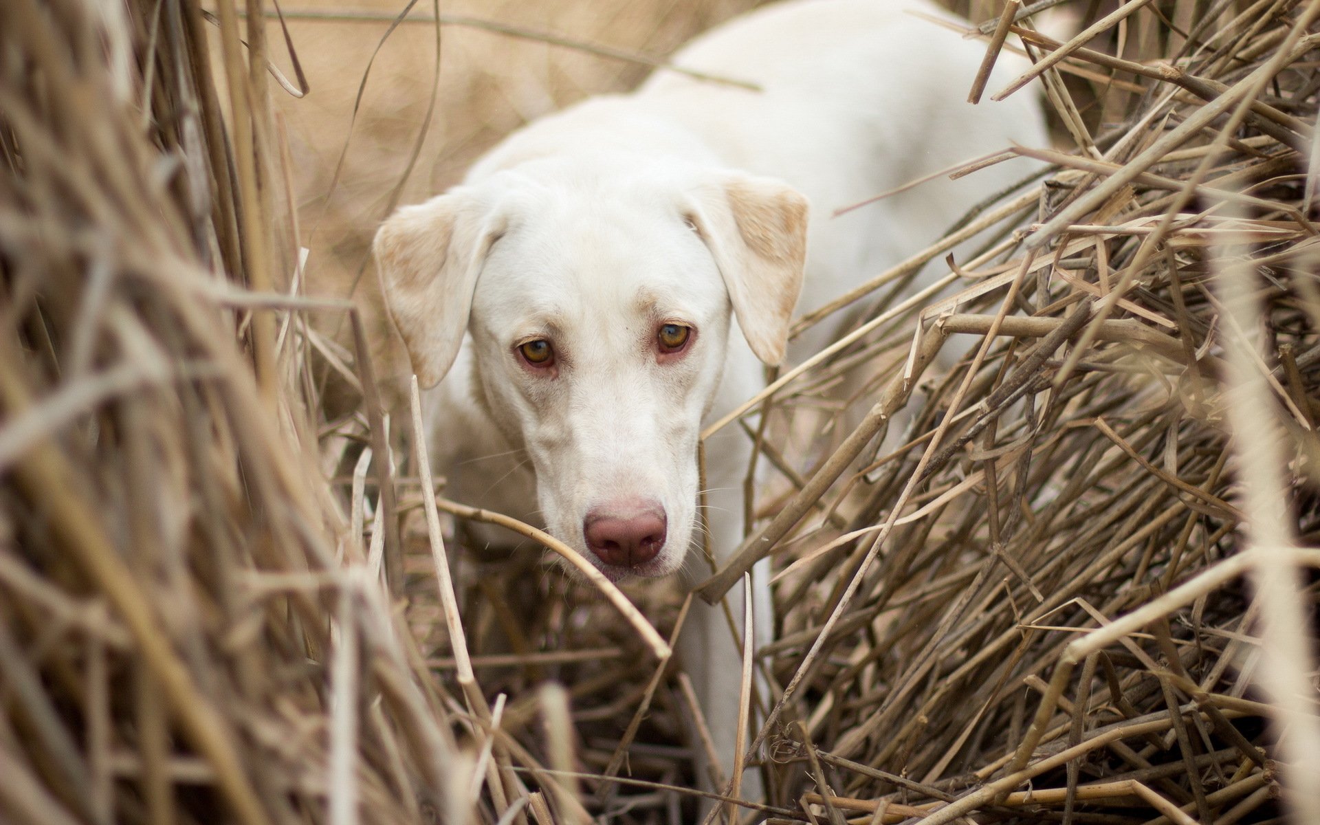 perro campo fondo