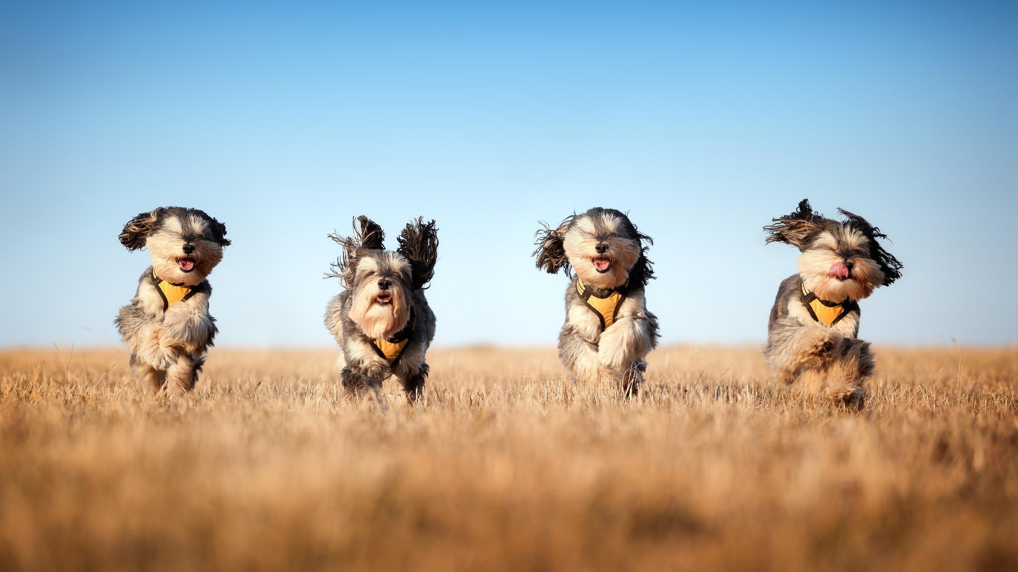 mushketeers собаки поле бег