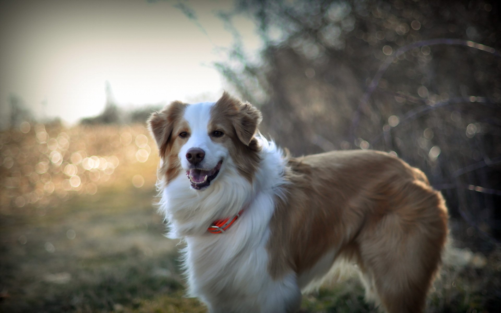 chien regard ami