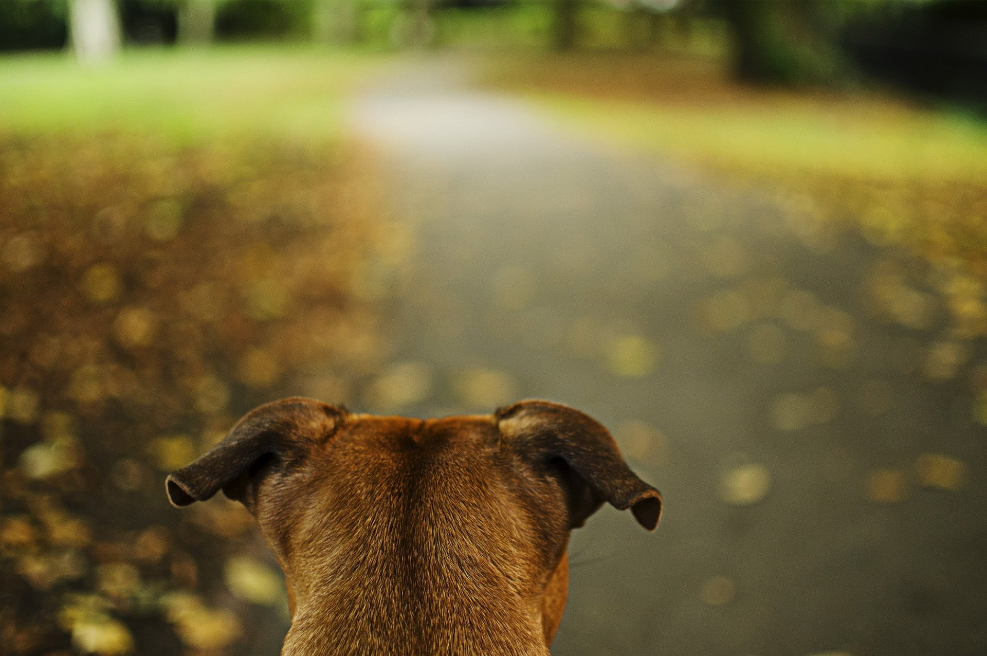 parque camino perro orejas alerta