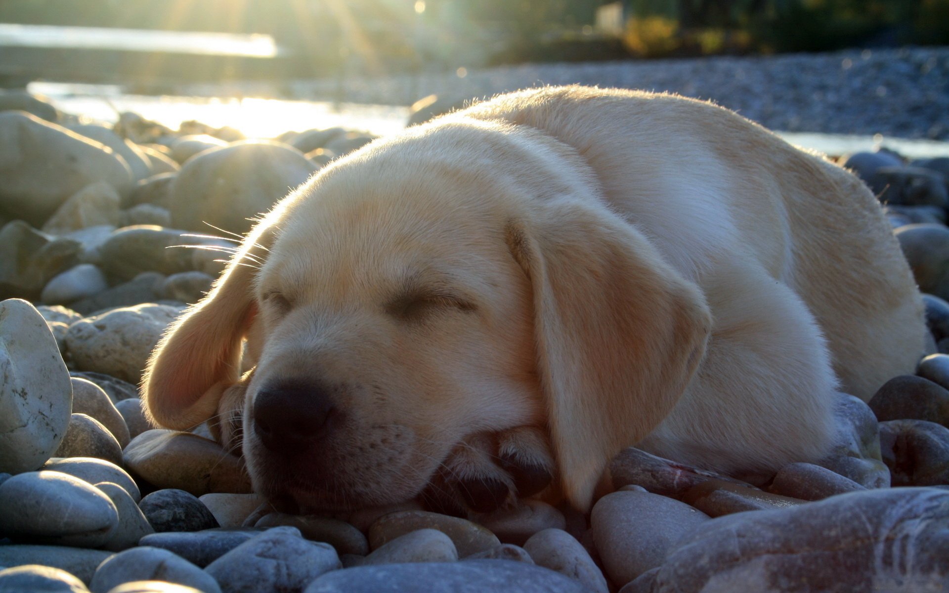 labrador sleeping cute puppy stones light