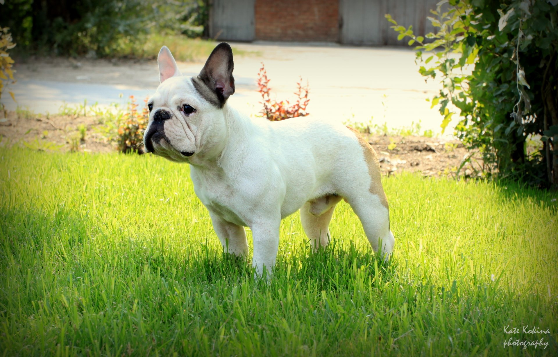 französische bulldogge gras stand