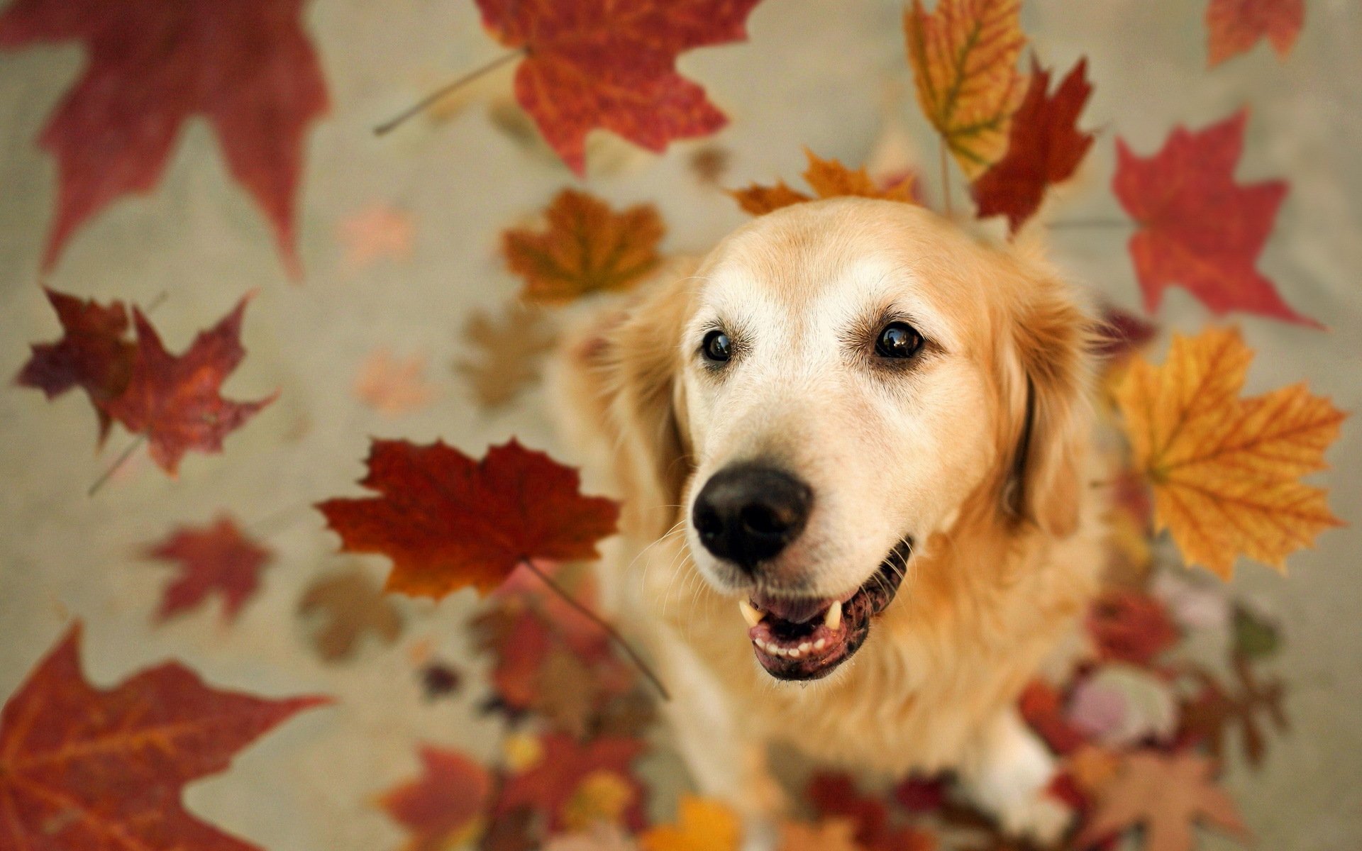 chien ami feuilles