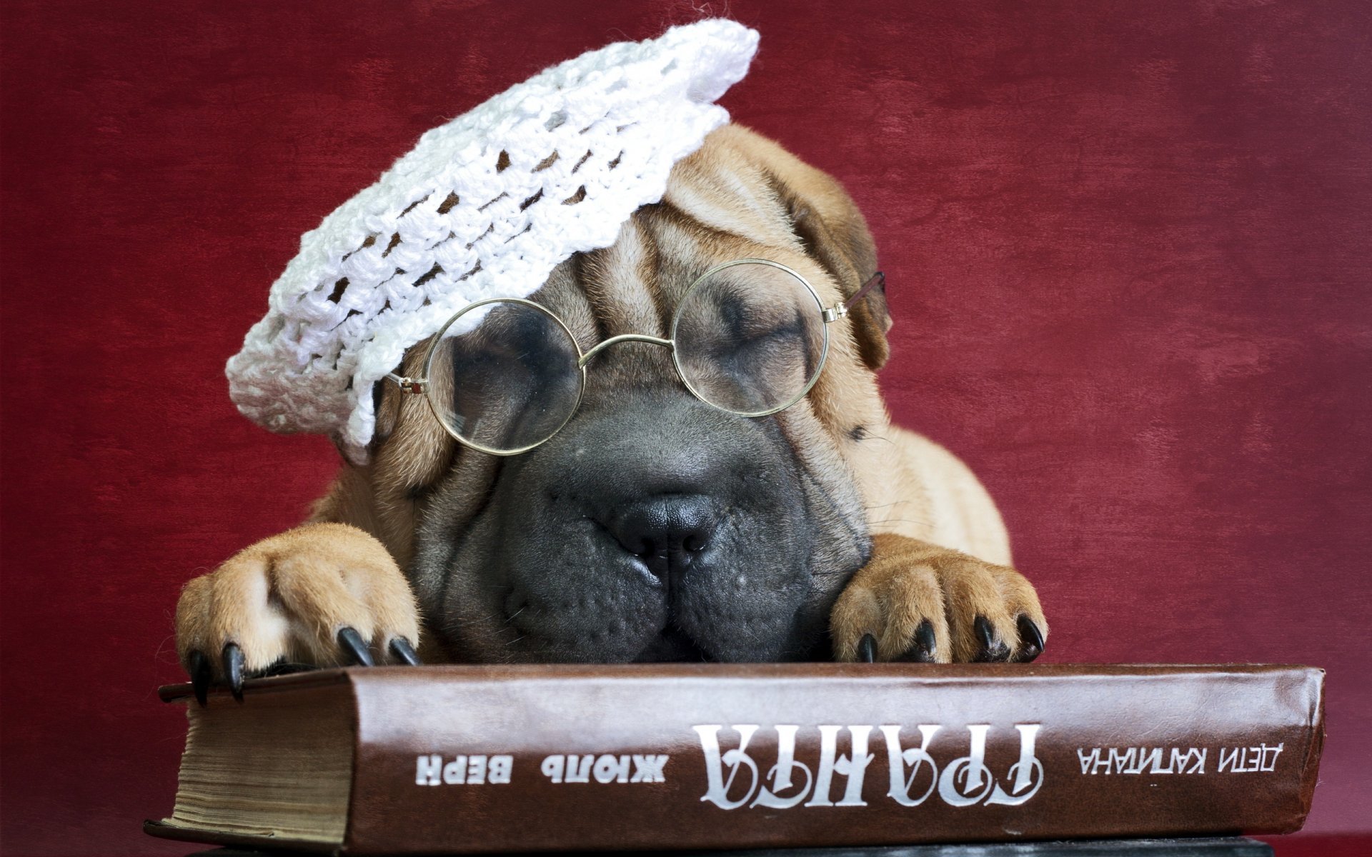 sharpei hund freund buch brille