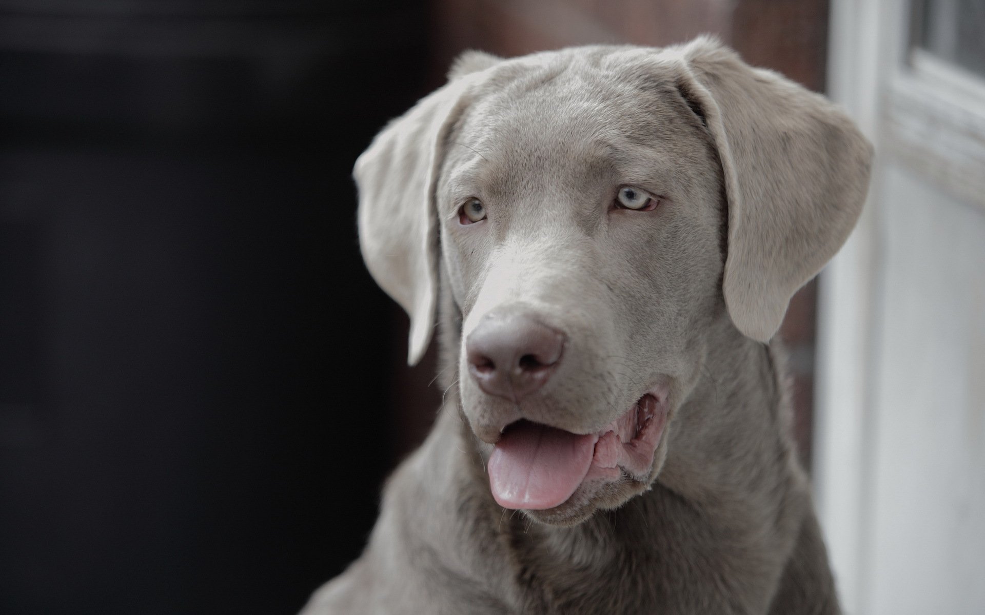 perro amigo mirada