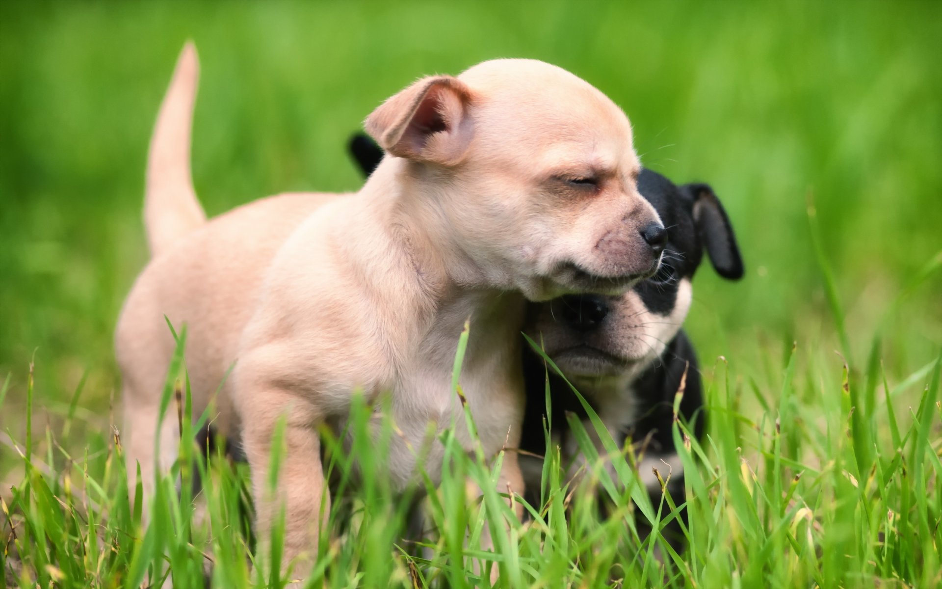 chiens chiots lumière