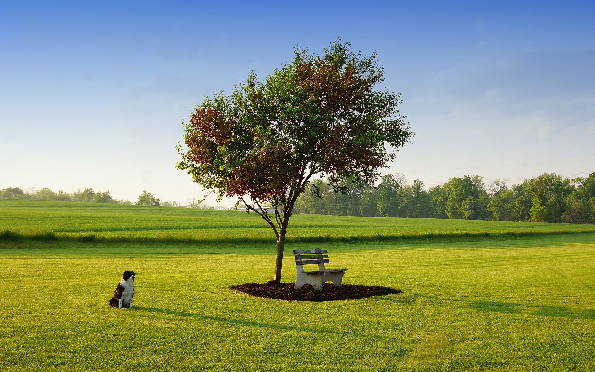 hund gras rasen himmel baum geschäft frühling mai park ted van pelt