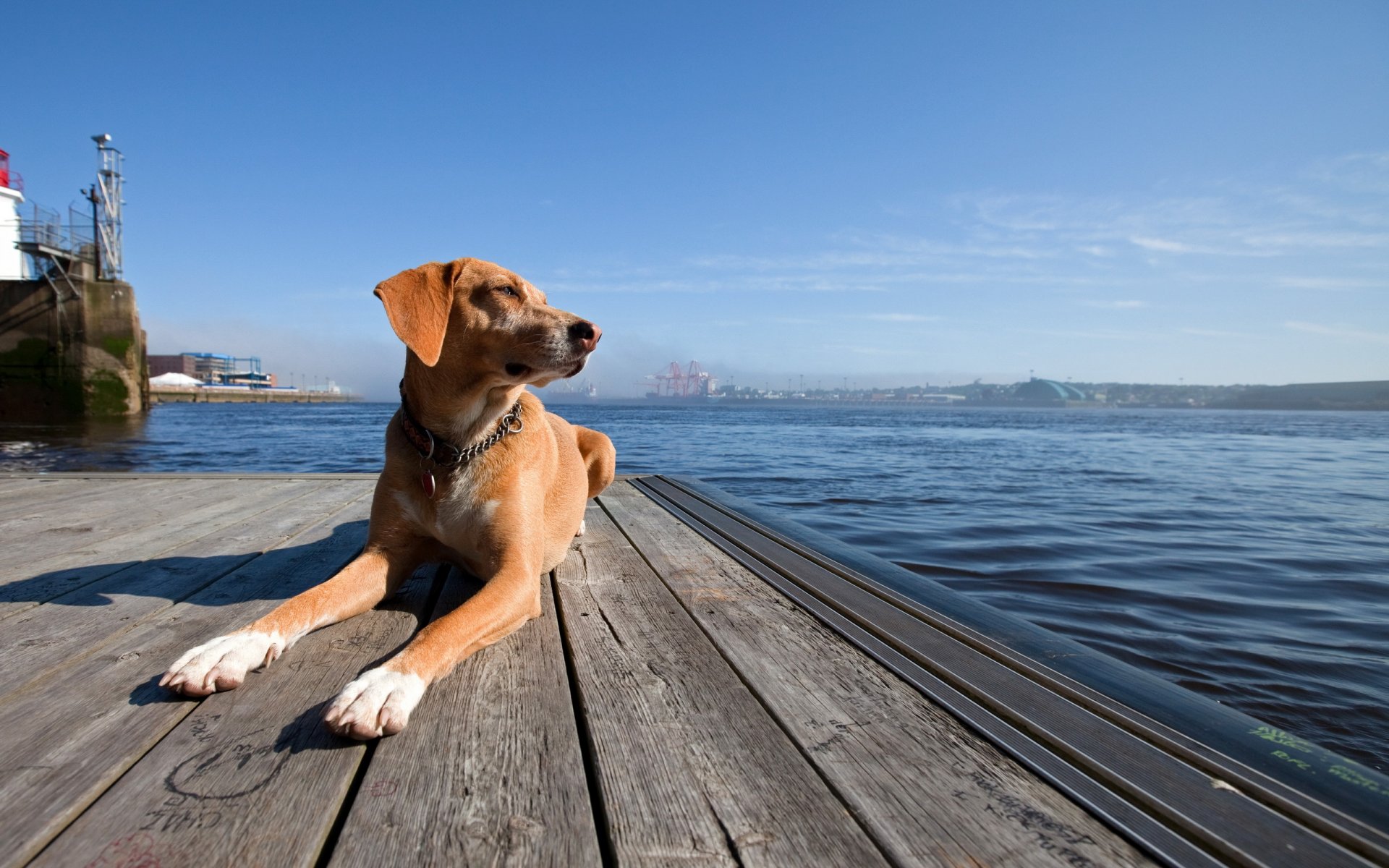 perro amigo mar puerto