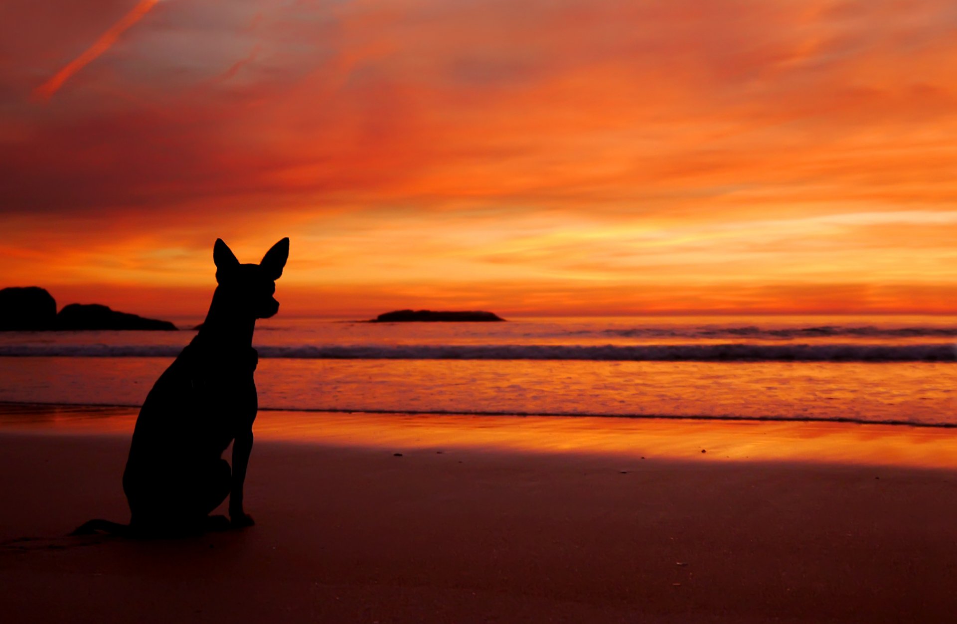 mar playa puesta de sol perro silueta