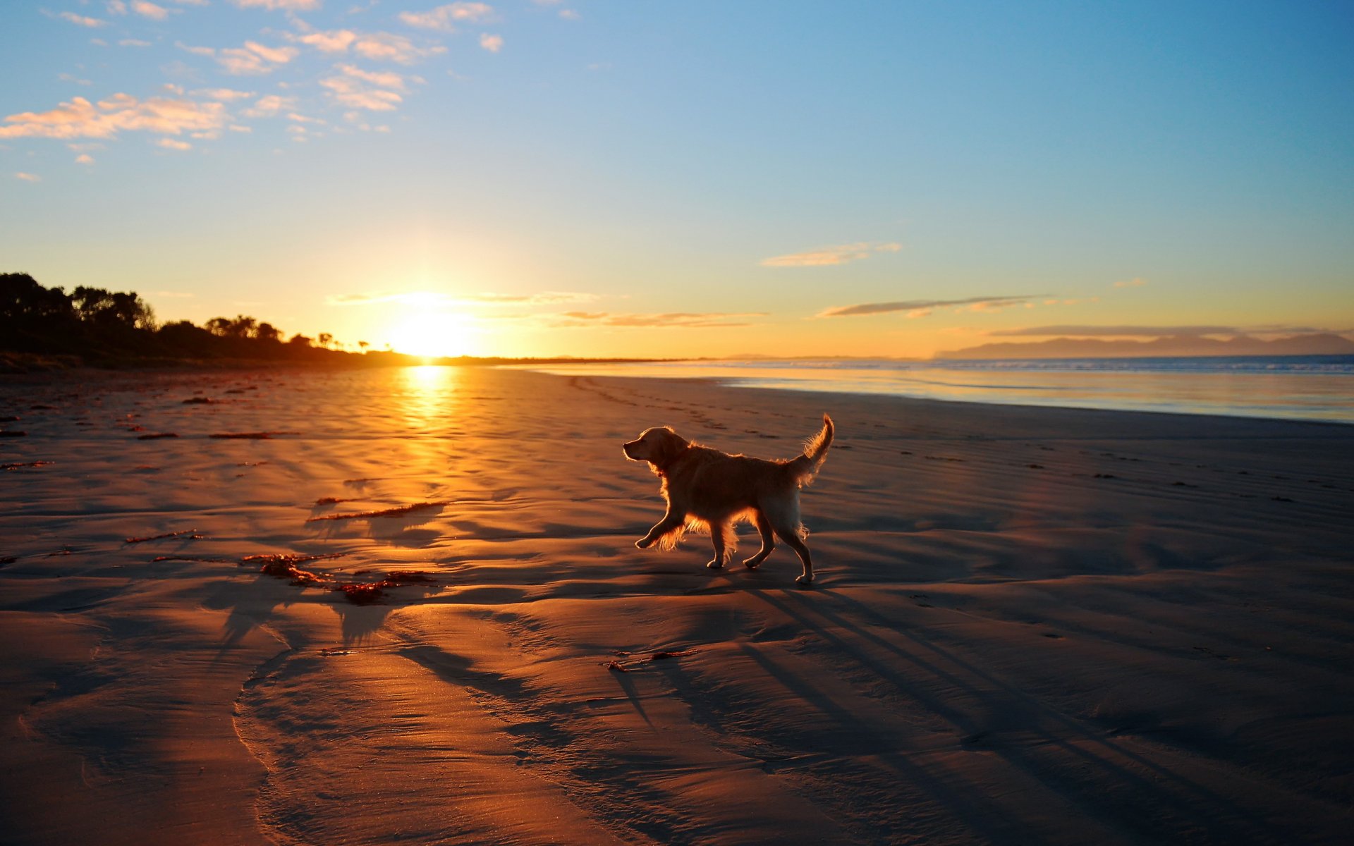 puesta de sol mar perro amigo paisaje