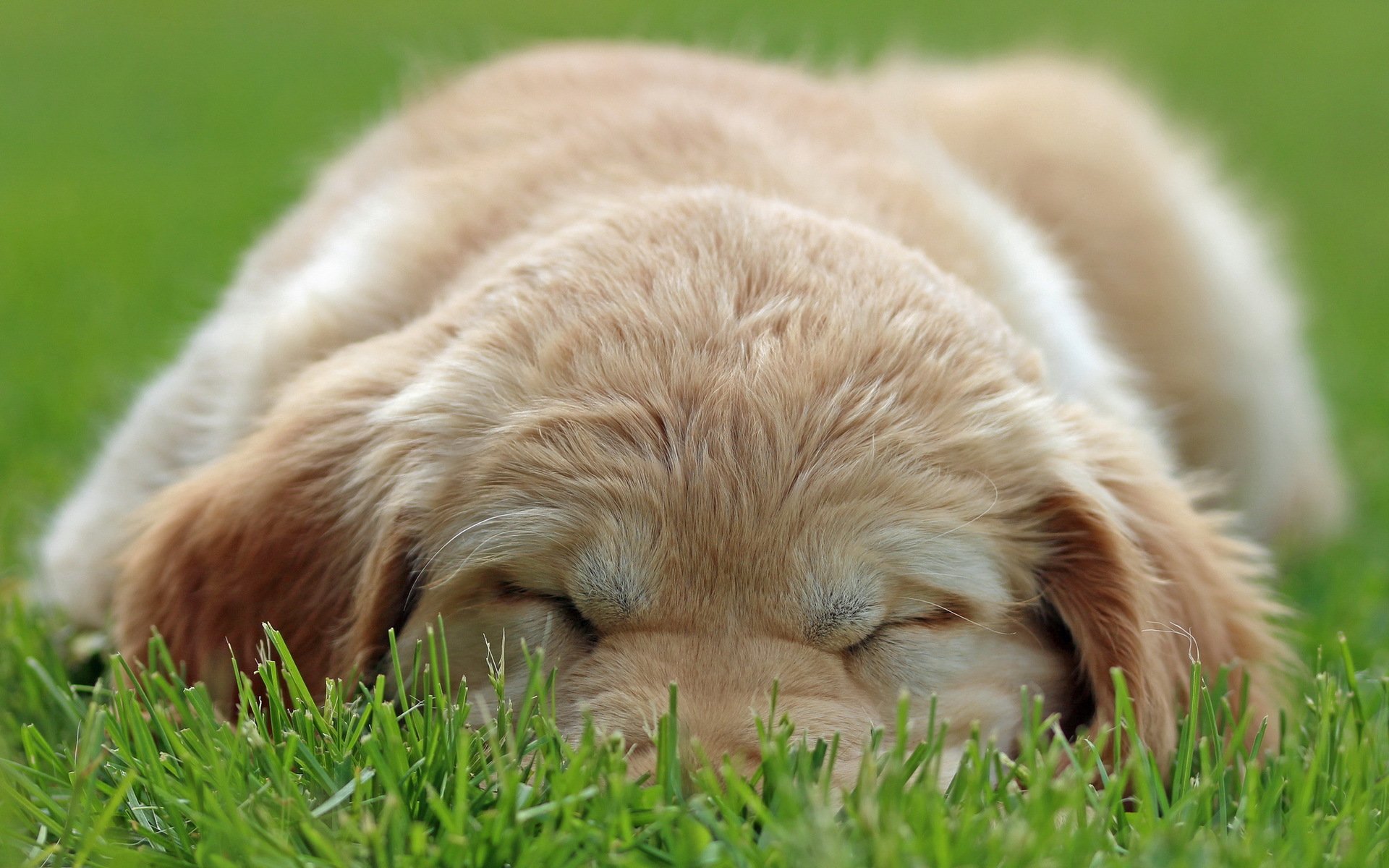 cane cucciolo erba