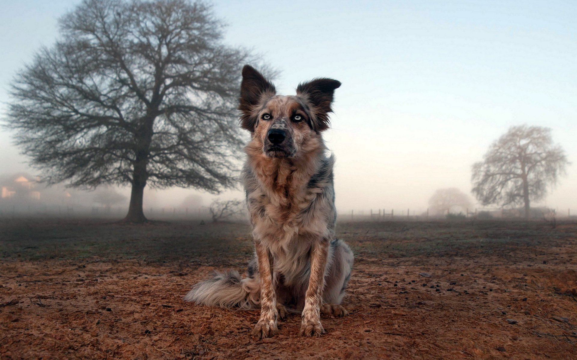 dog other the field