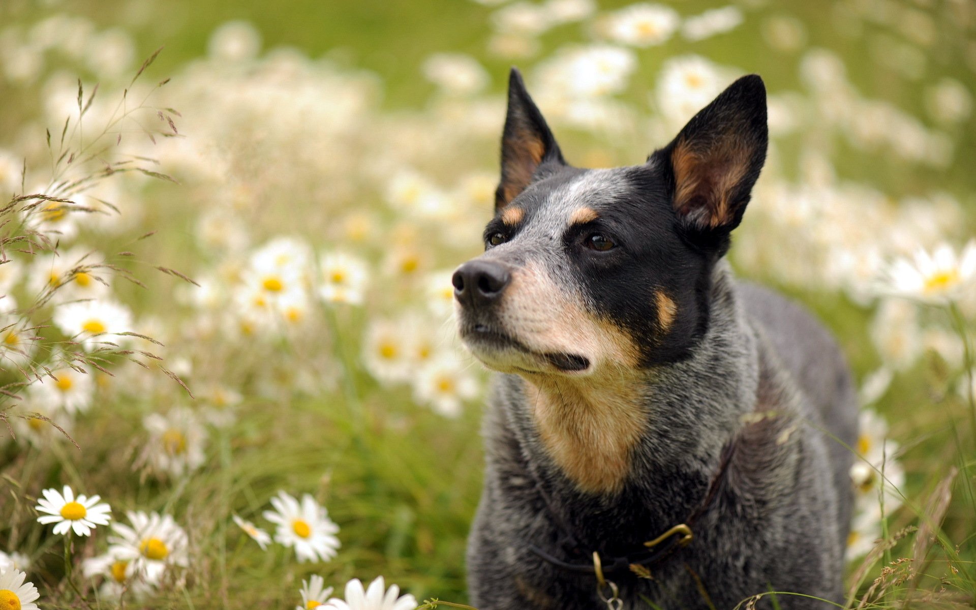 dog view chamomile