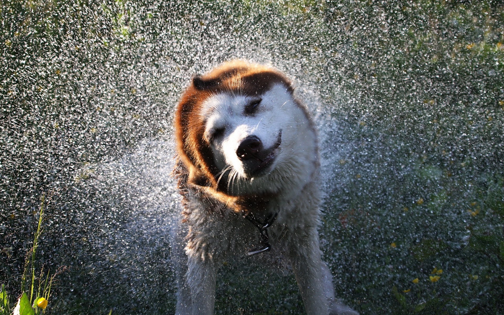 собака вода брызги