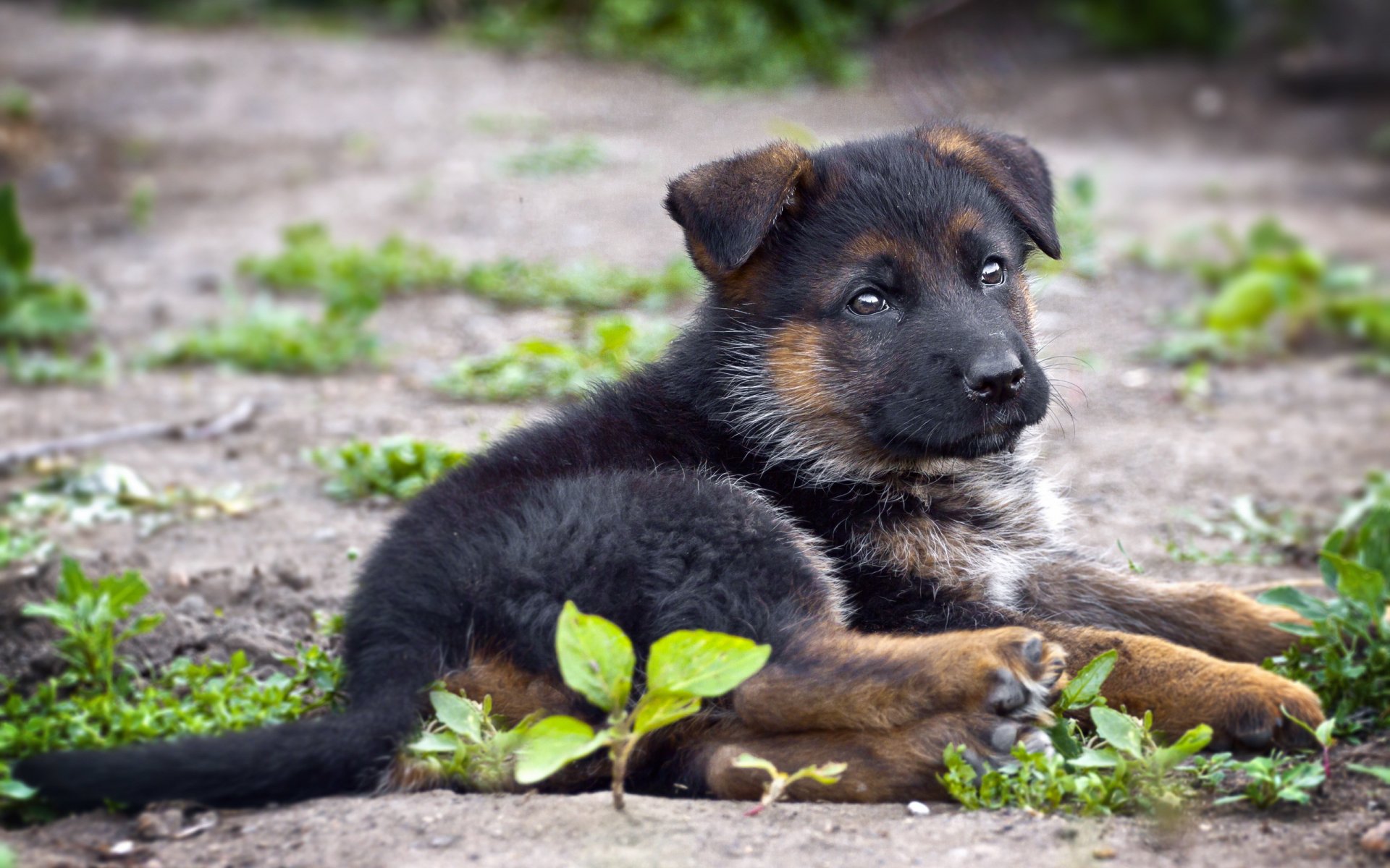 german shepherd dog other