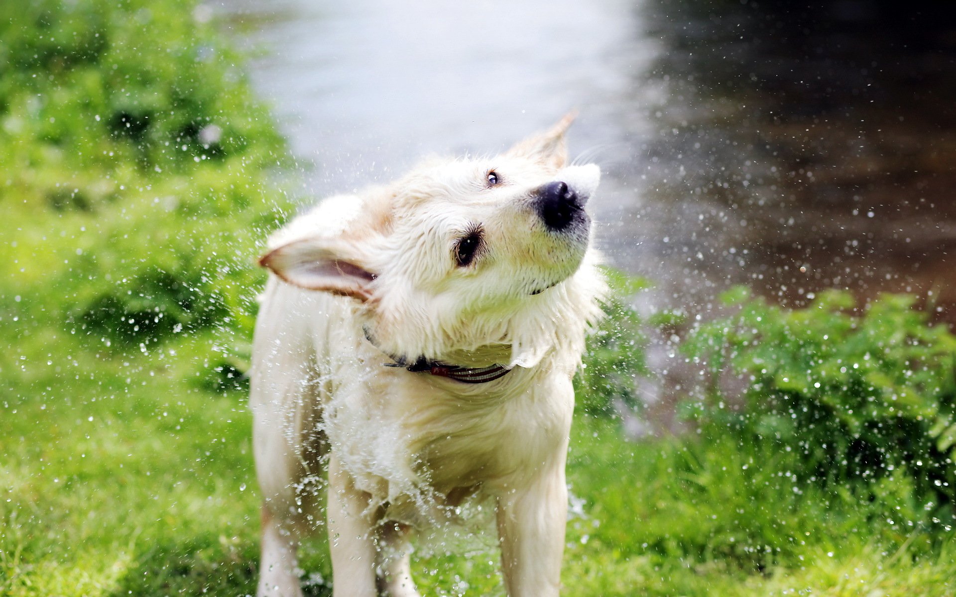 chien eau éclaboussures