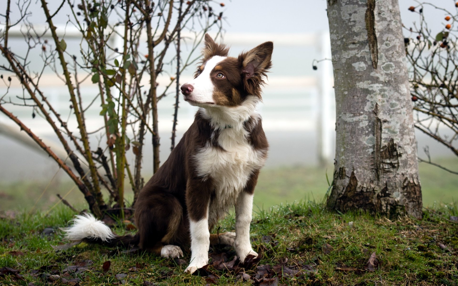 hund blick hintergrund